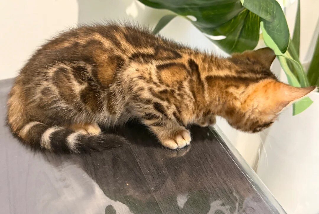 Top Quality Bengal Kittens (2 Boys, 1 Girl) image 2