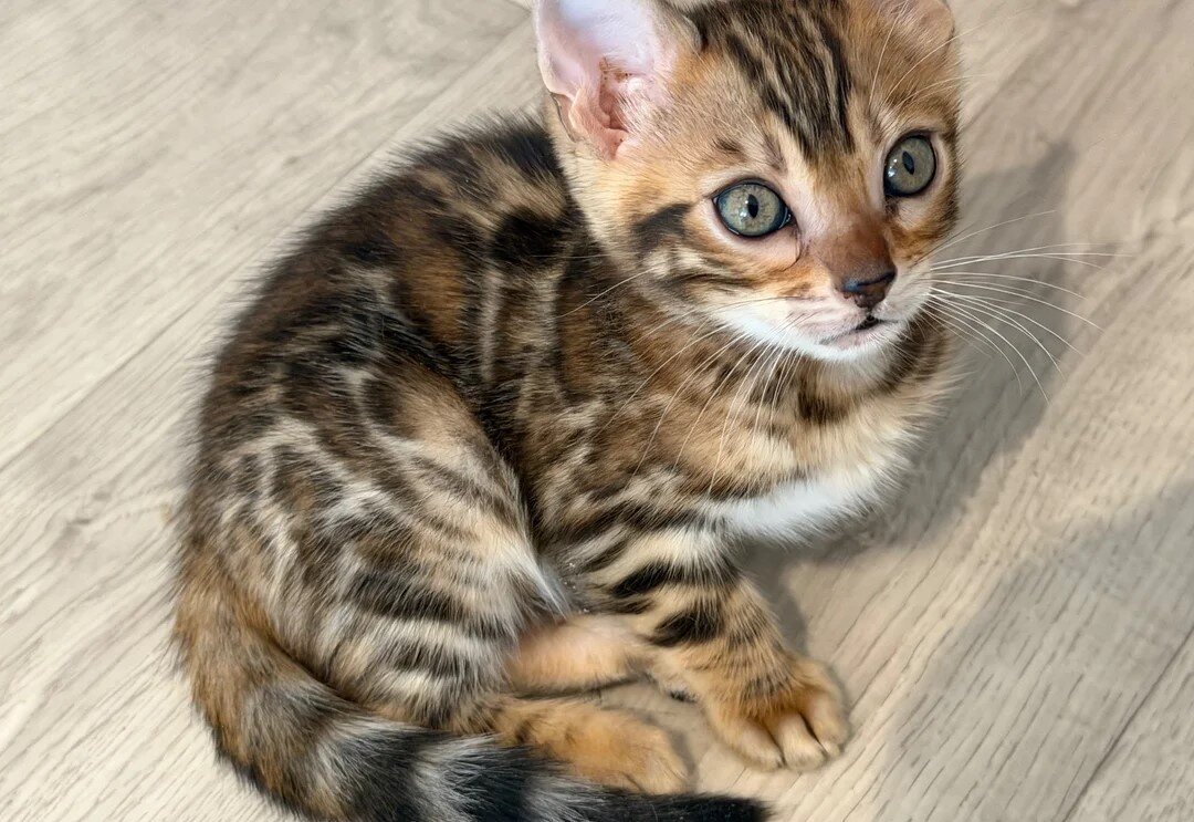 Top Quality Bengal Kittens (2 Boys, 1 Girl) image 3