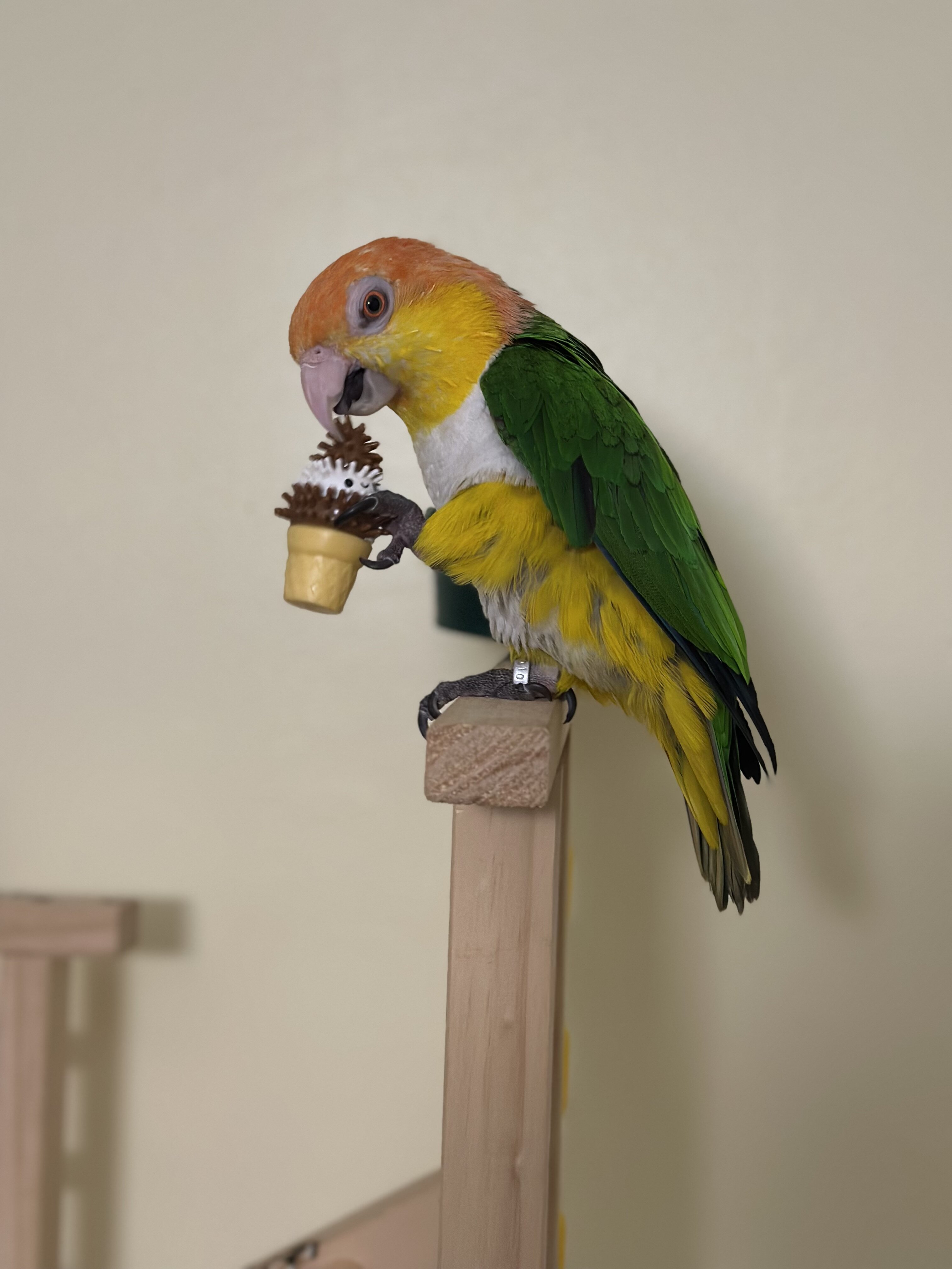 Male Caique image 4