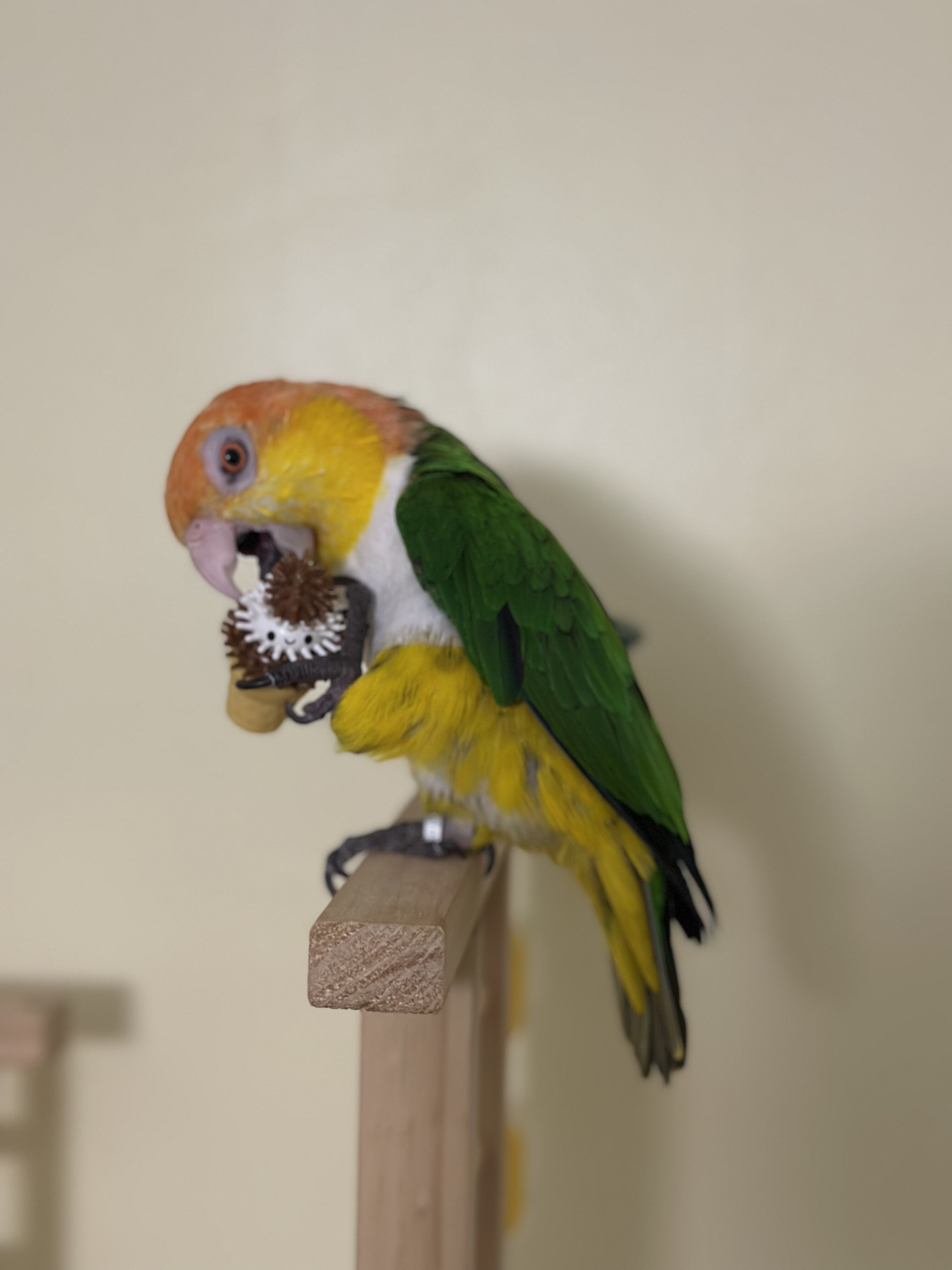 Male Caique image 3