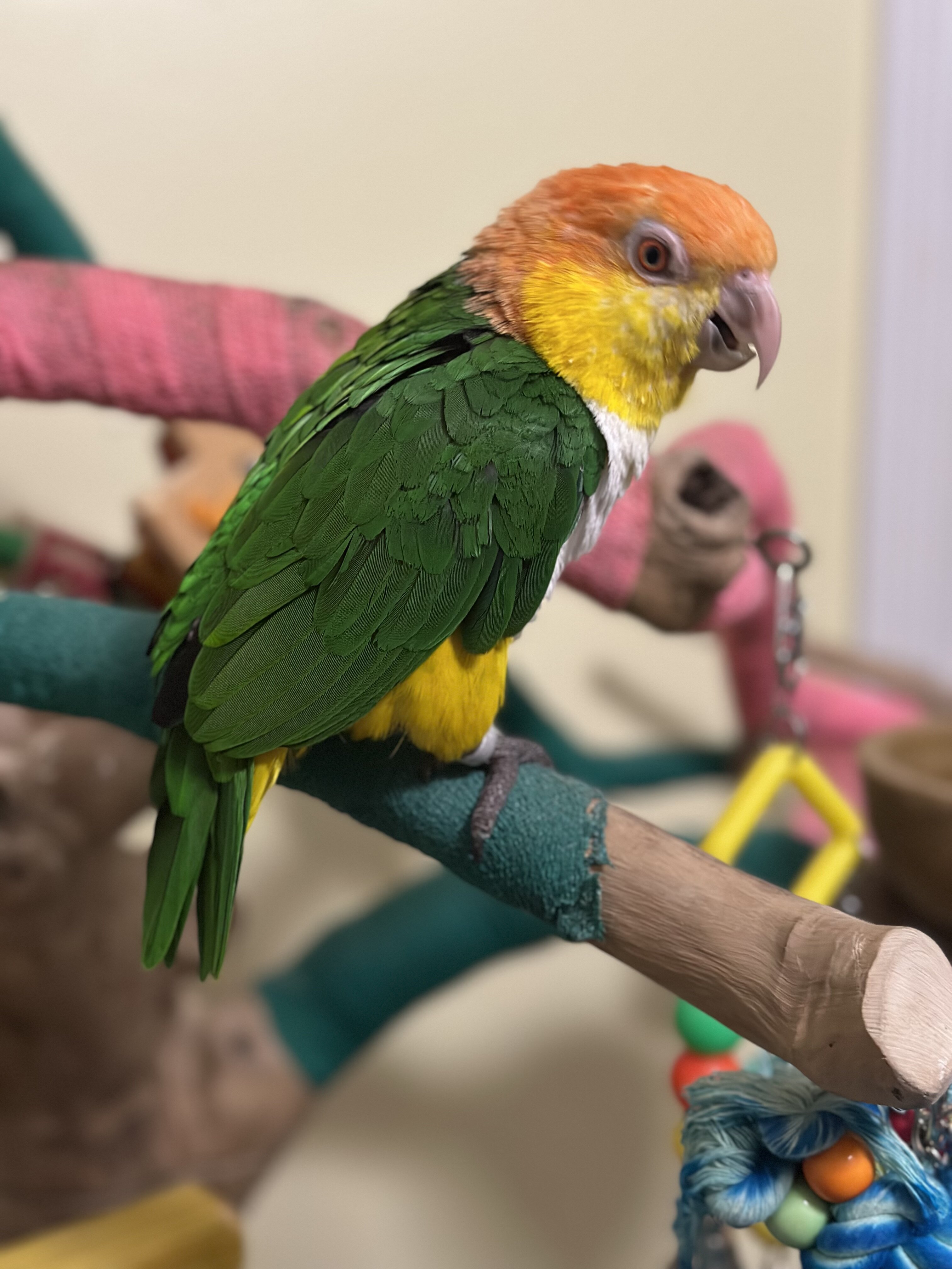 Male Caique image 1