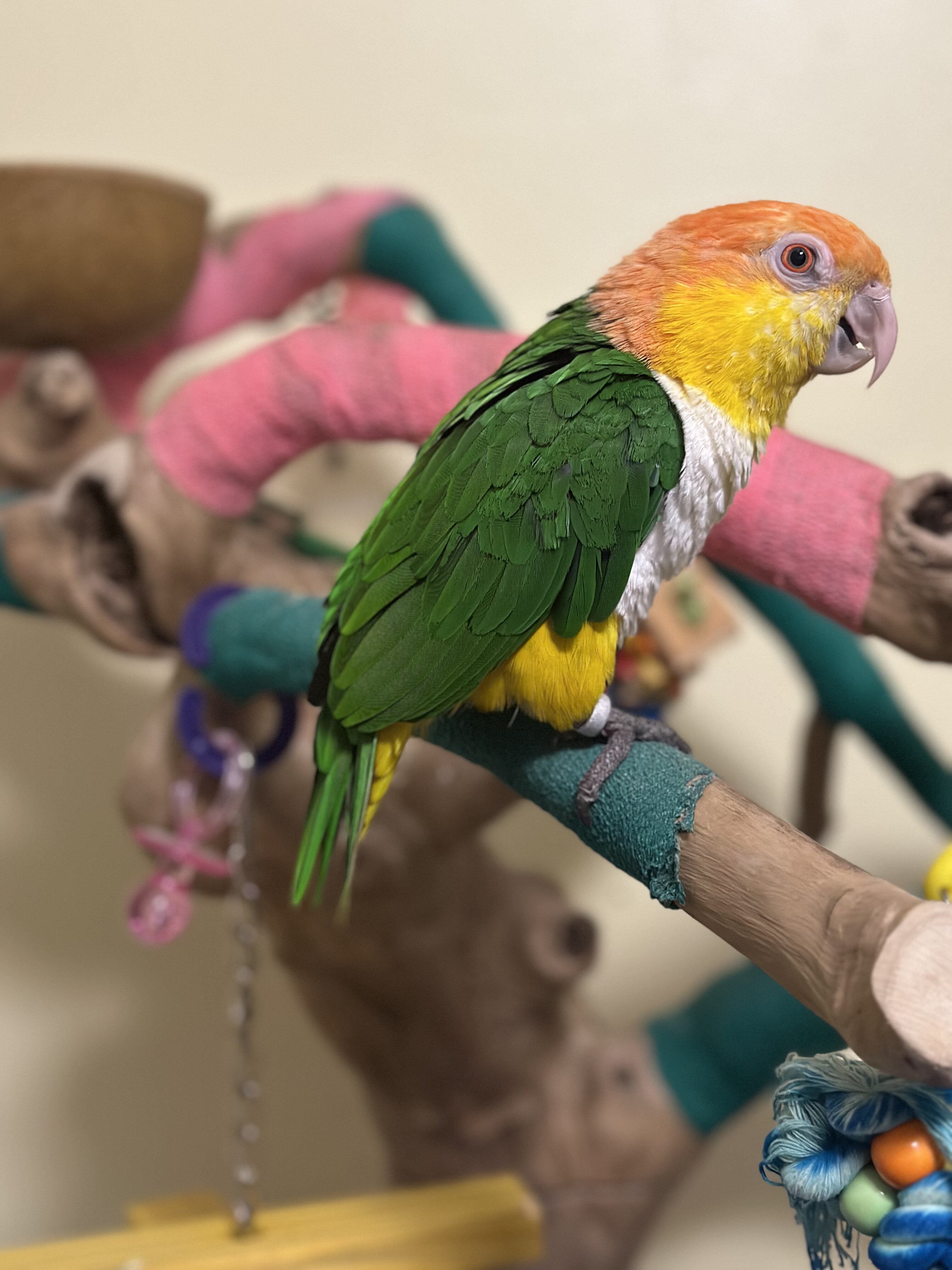 Male Caique image 2