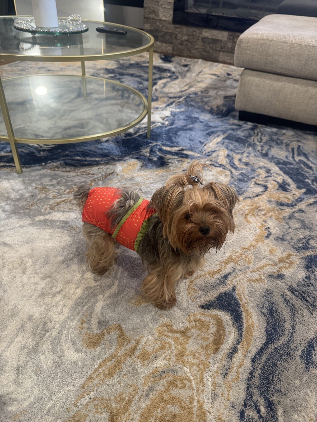 Pure breed Yorkie terrier image 2