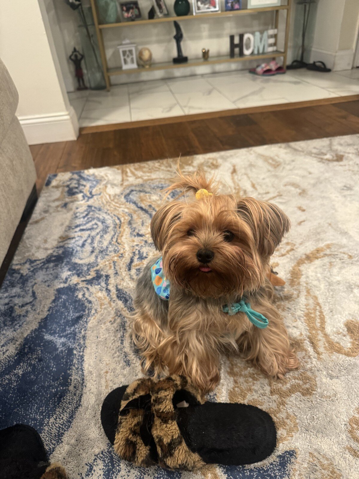 Pure breed Yorkie terrier image 3