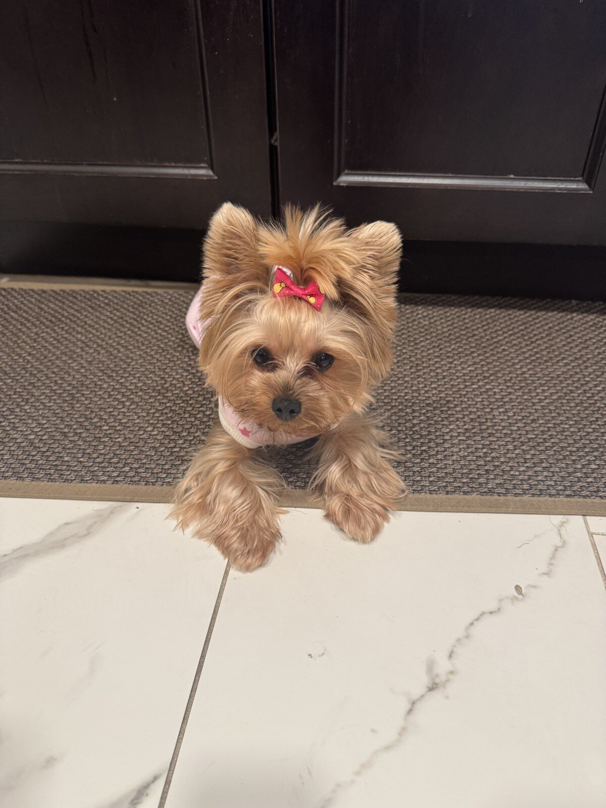 Pure breed Yorkie terrier image 4