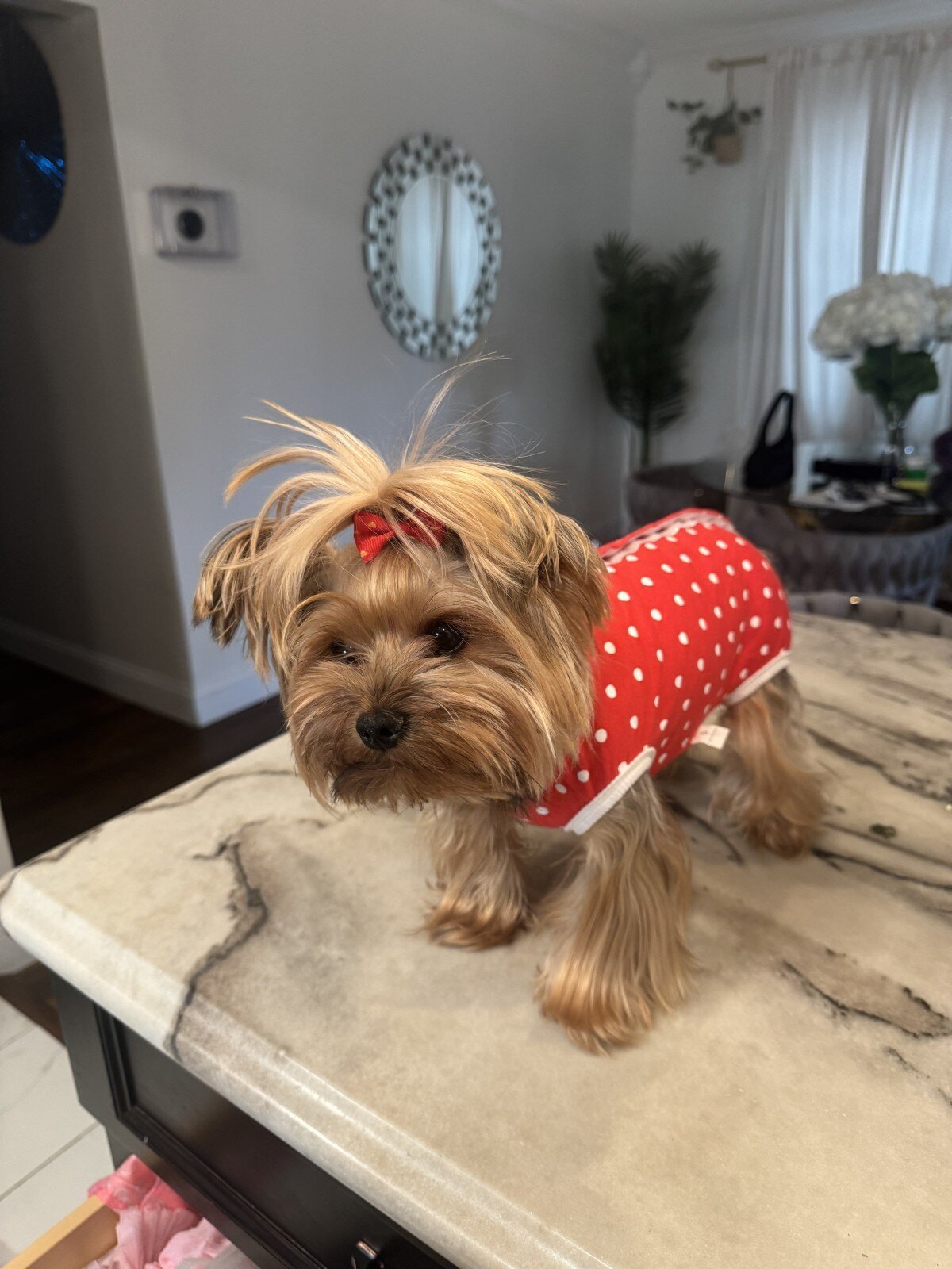 Pure breed Yorkie terrier image 1