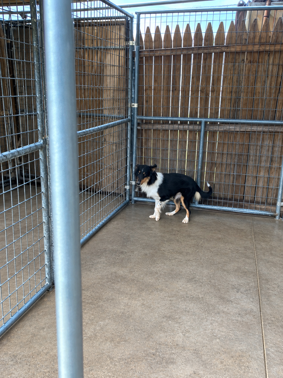 Shetland Sheepdog image 1