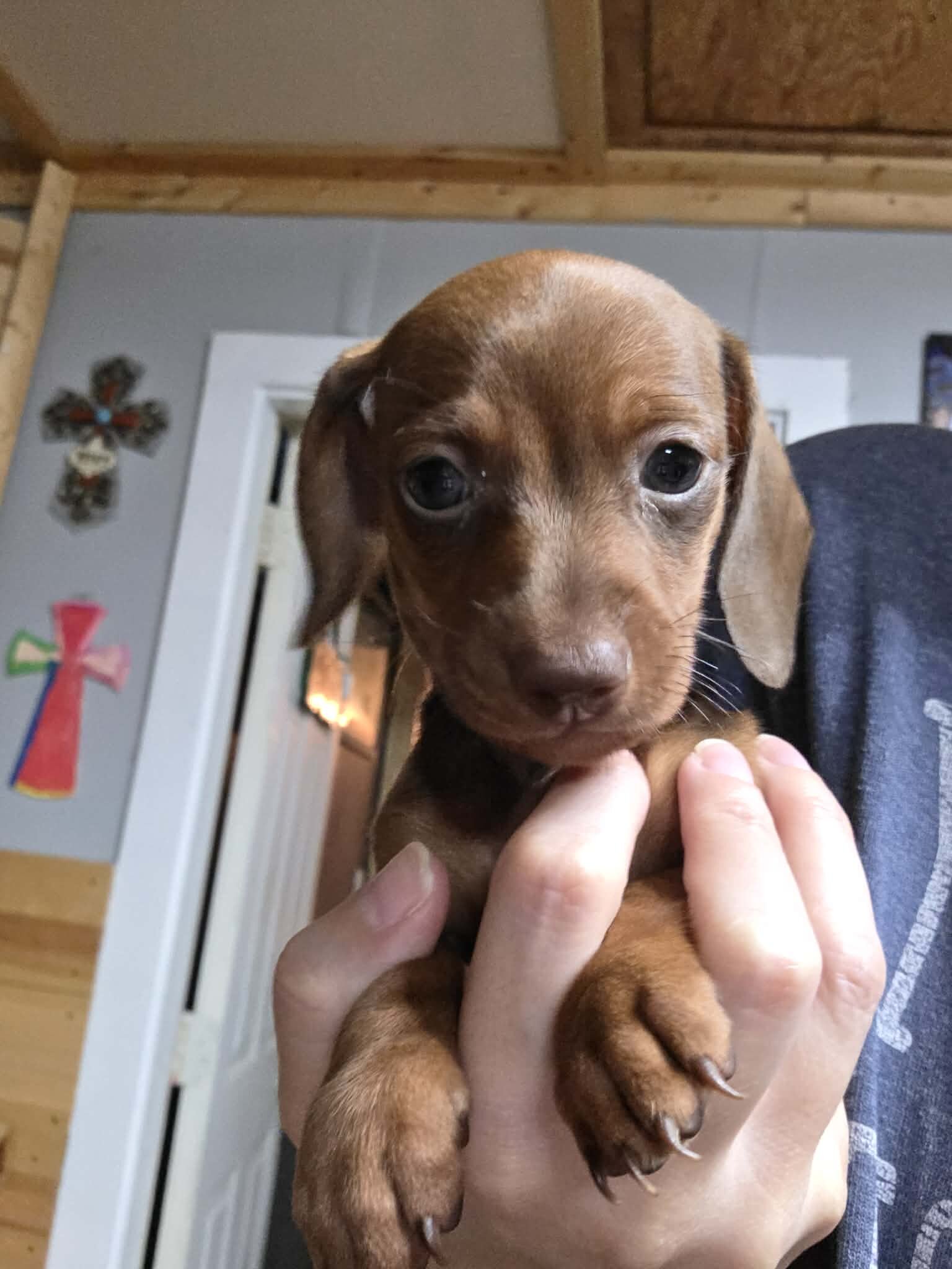 Dachshund pup image 1