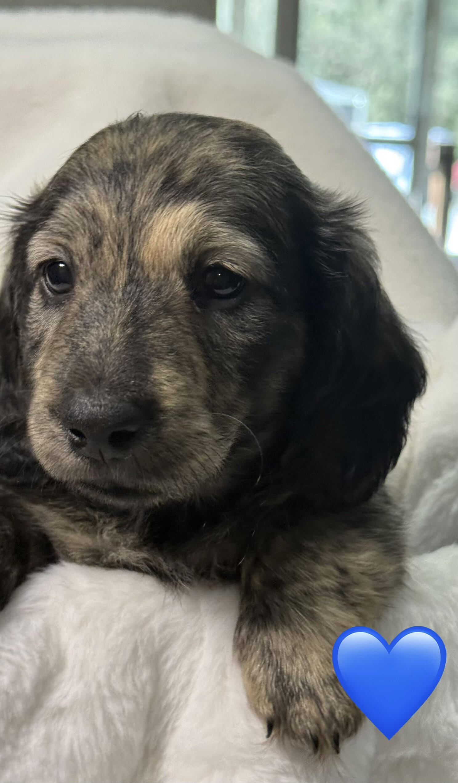 Dachshund puppy image 1