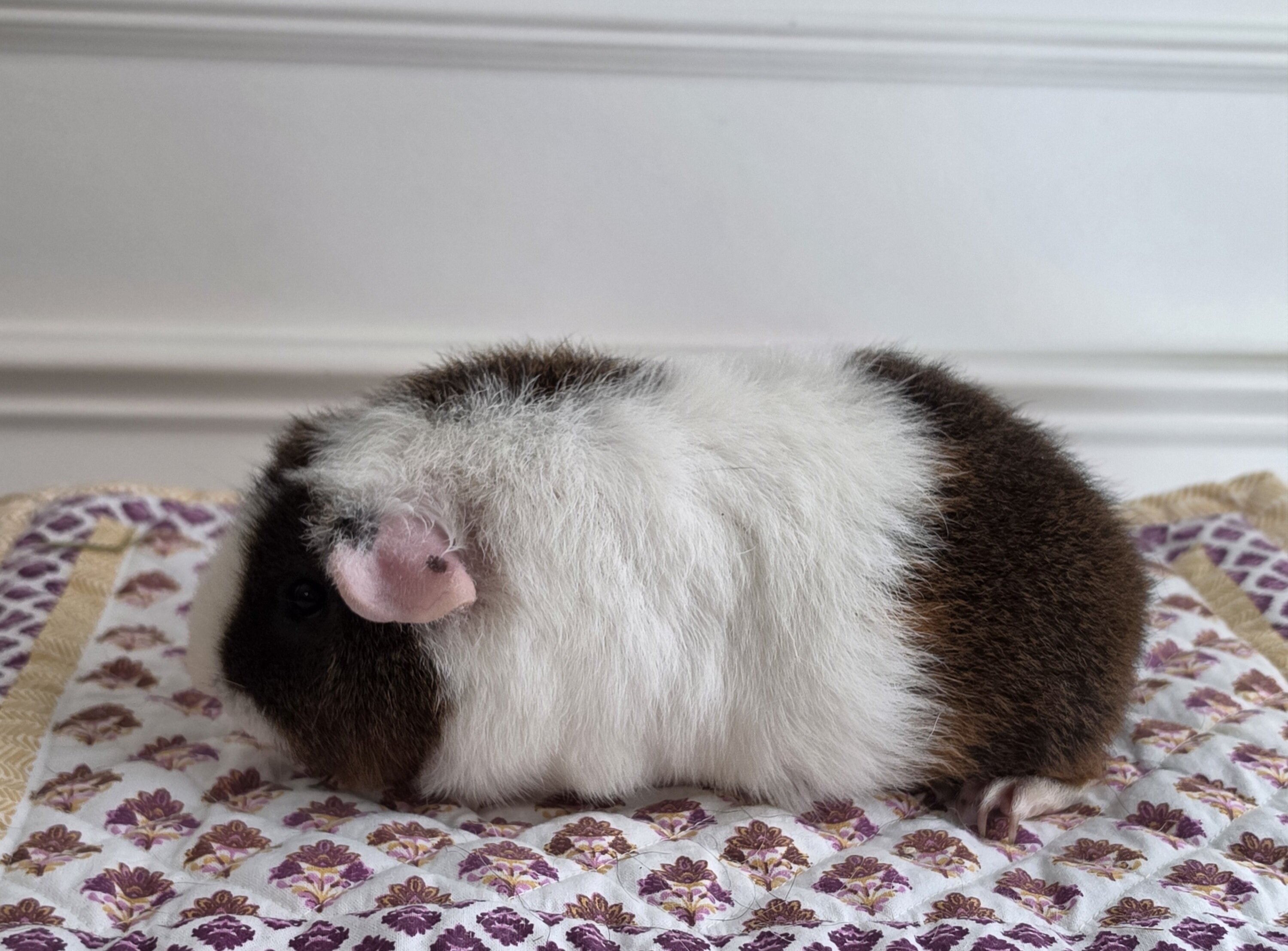 Guinea pig image 3