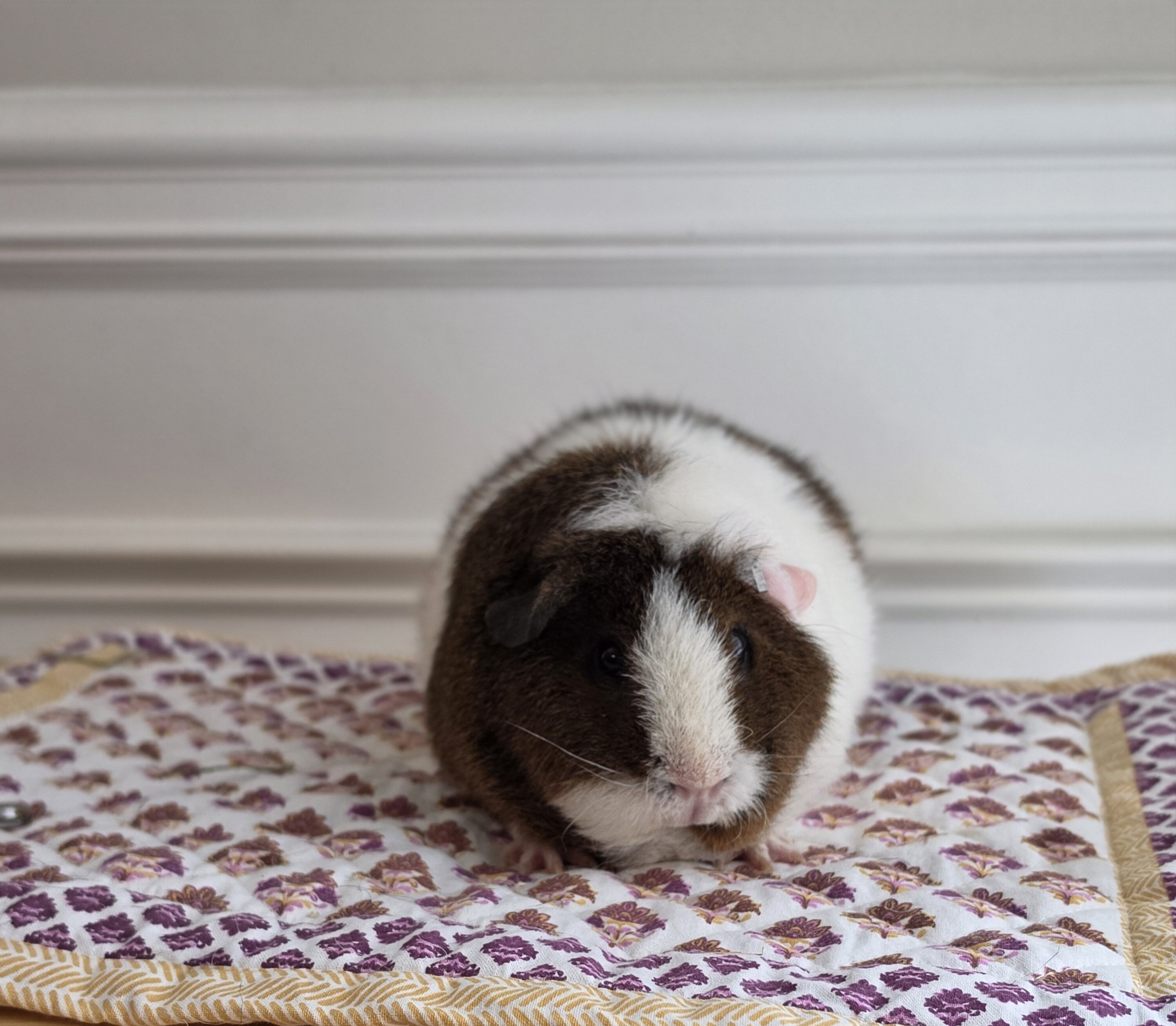 Guinea pig image 2