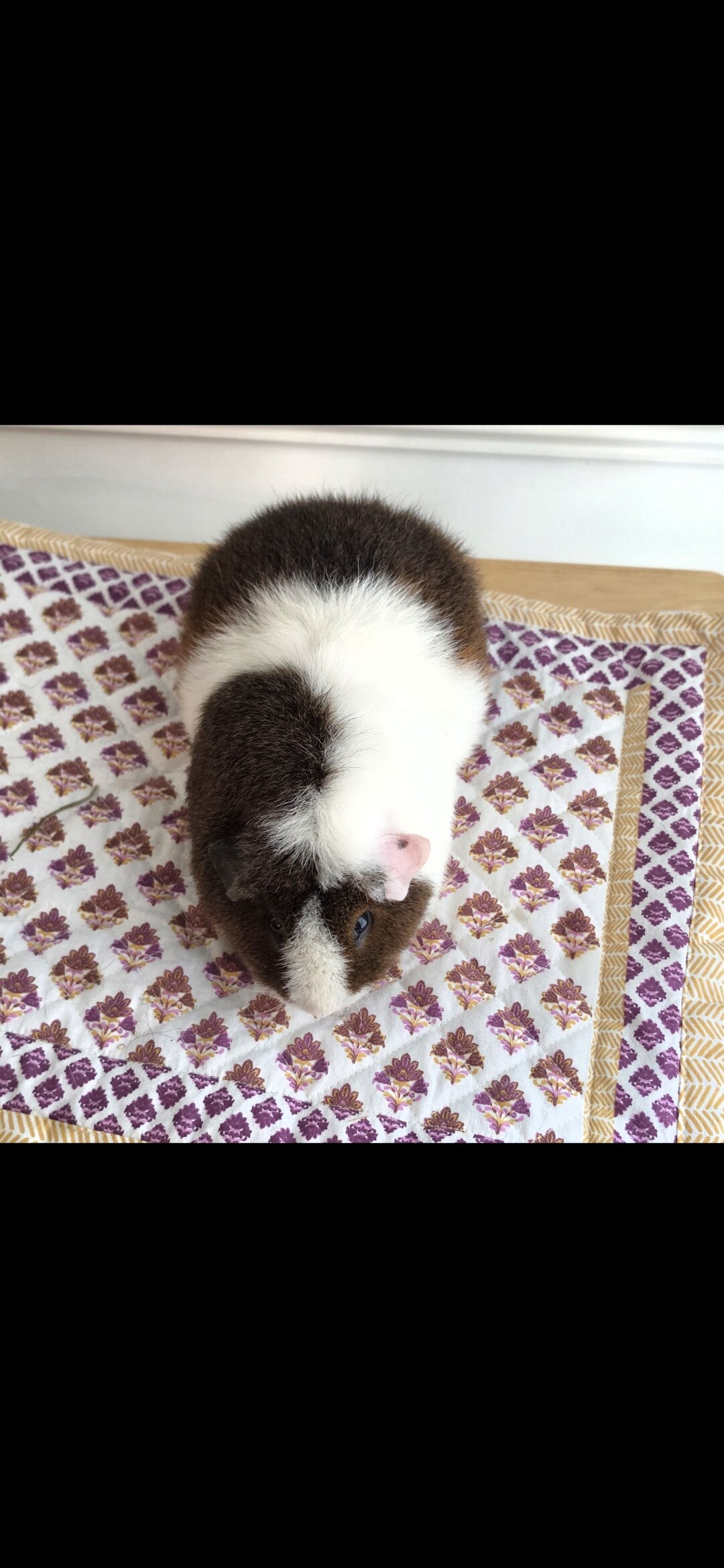 Guinea pig image 1