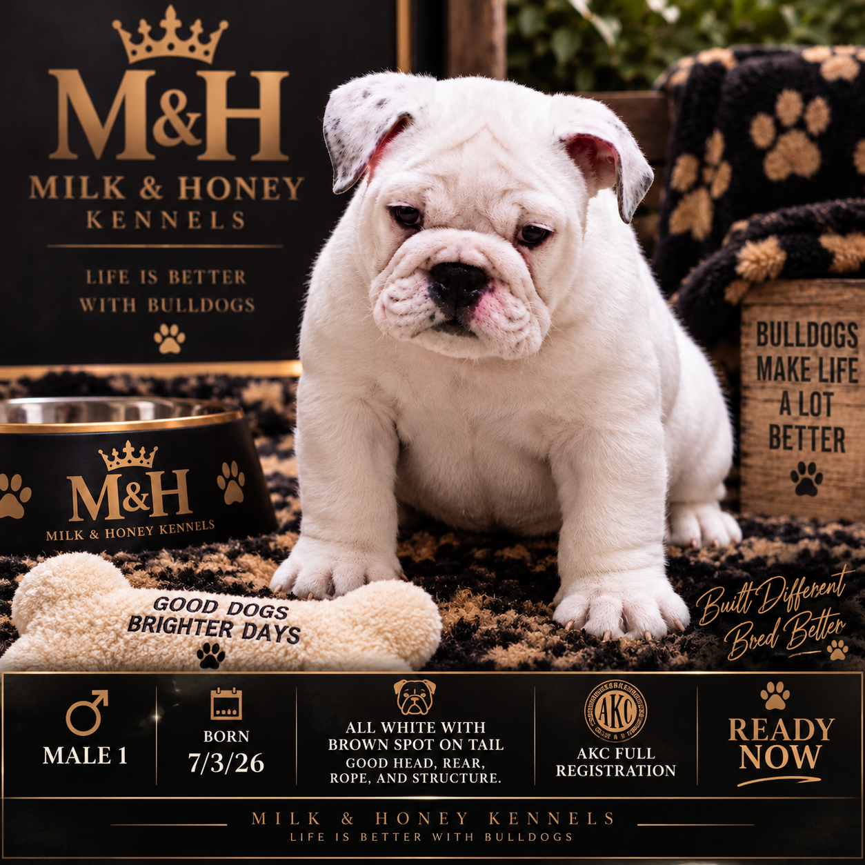 Exceptional White English Bulldog Male image 1