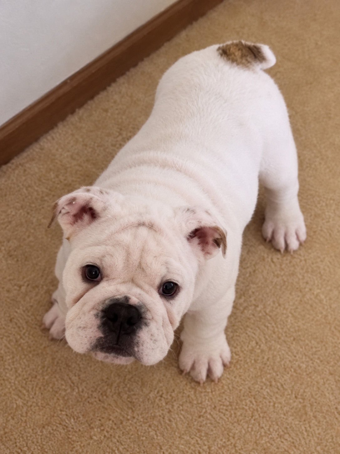 Exceptional White English Bulldog Male image 2