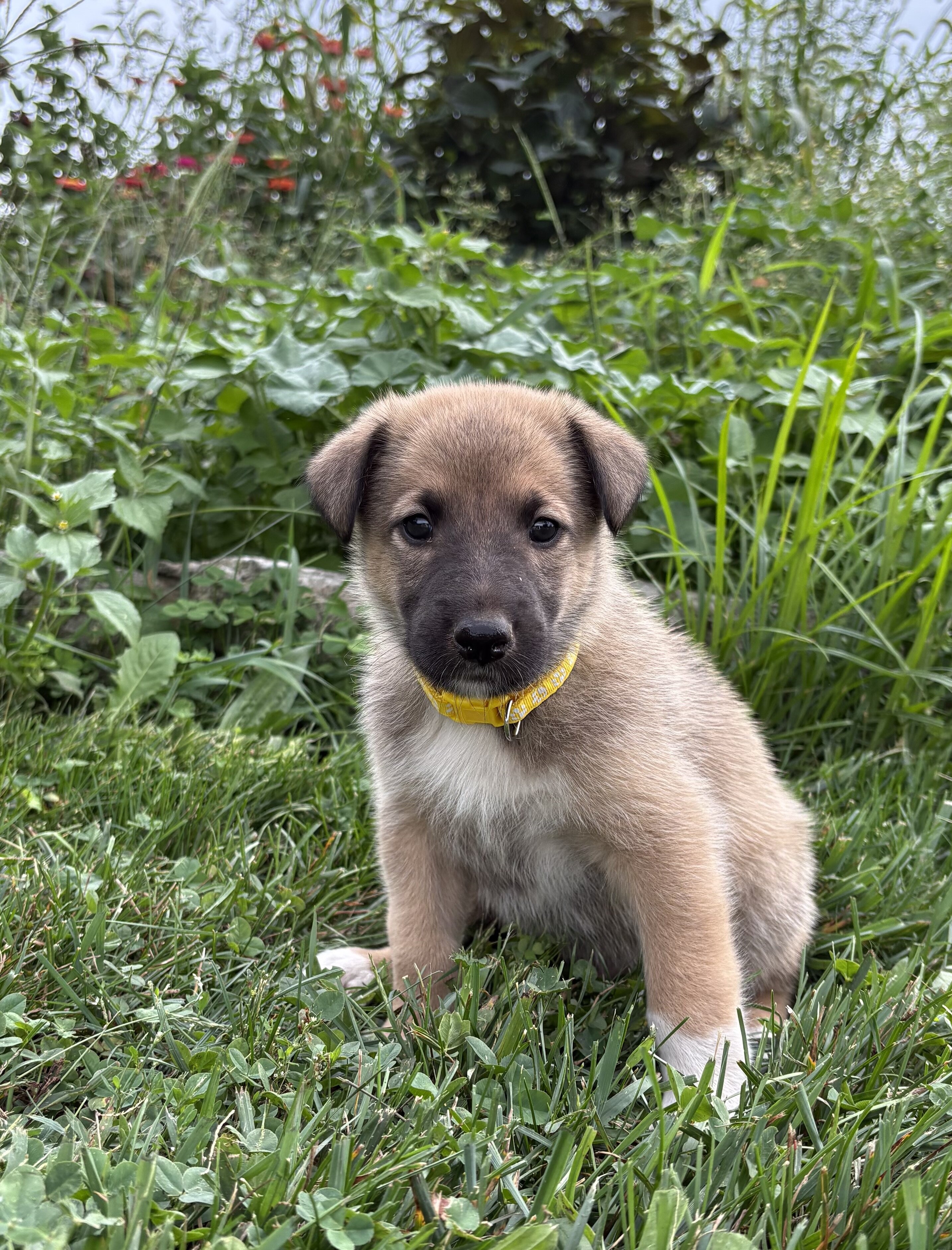 Belgian Malinois/Collie mix image 9