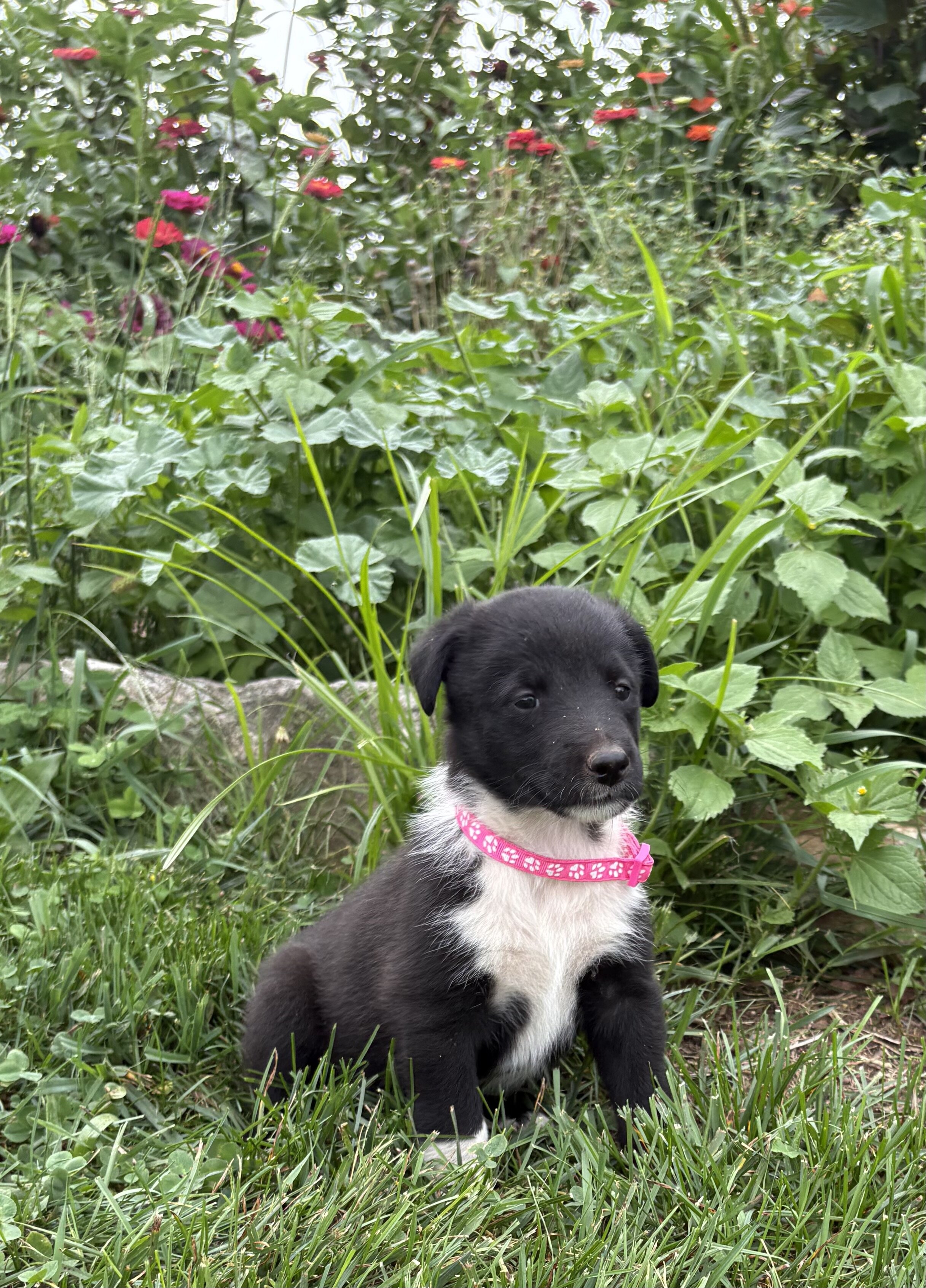 Belgian Malinois/Collie mix image 5