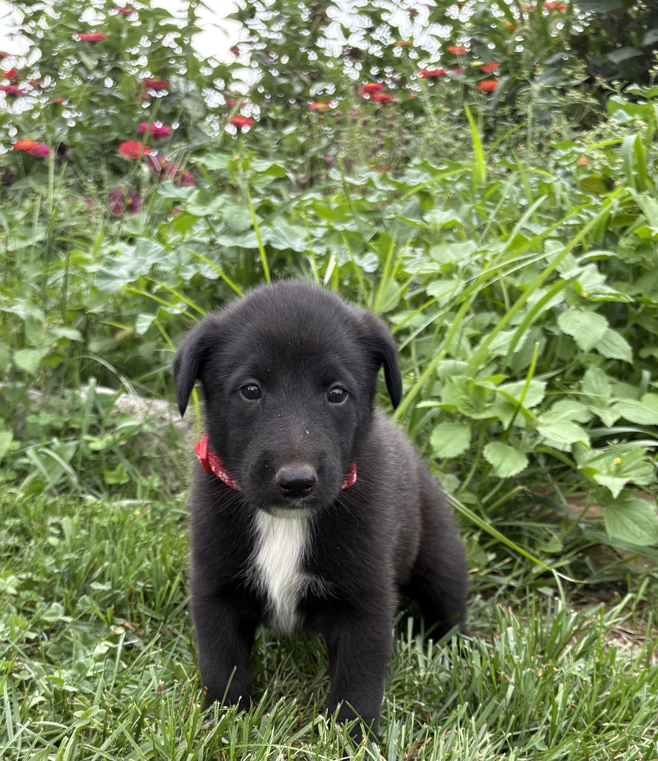 Belgian Malinois/Collie mix image 4