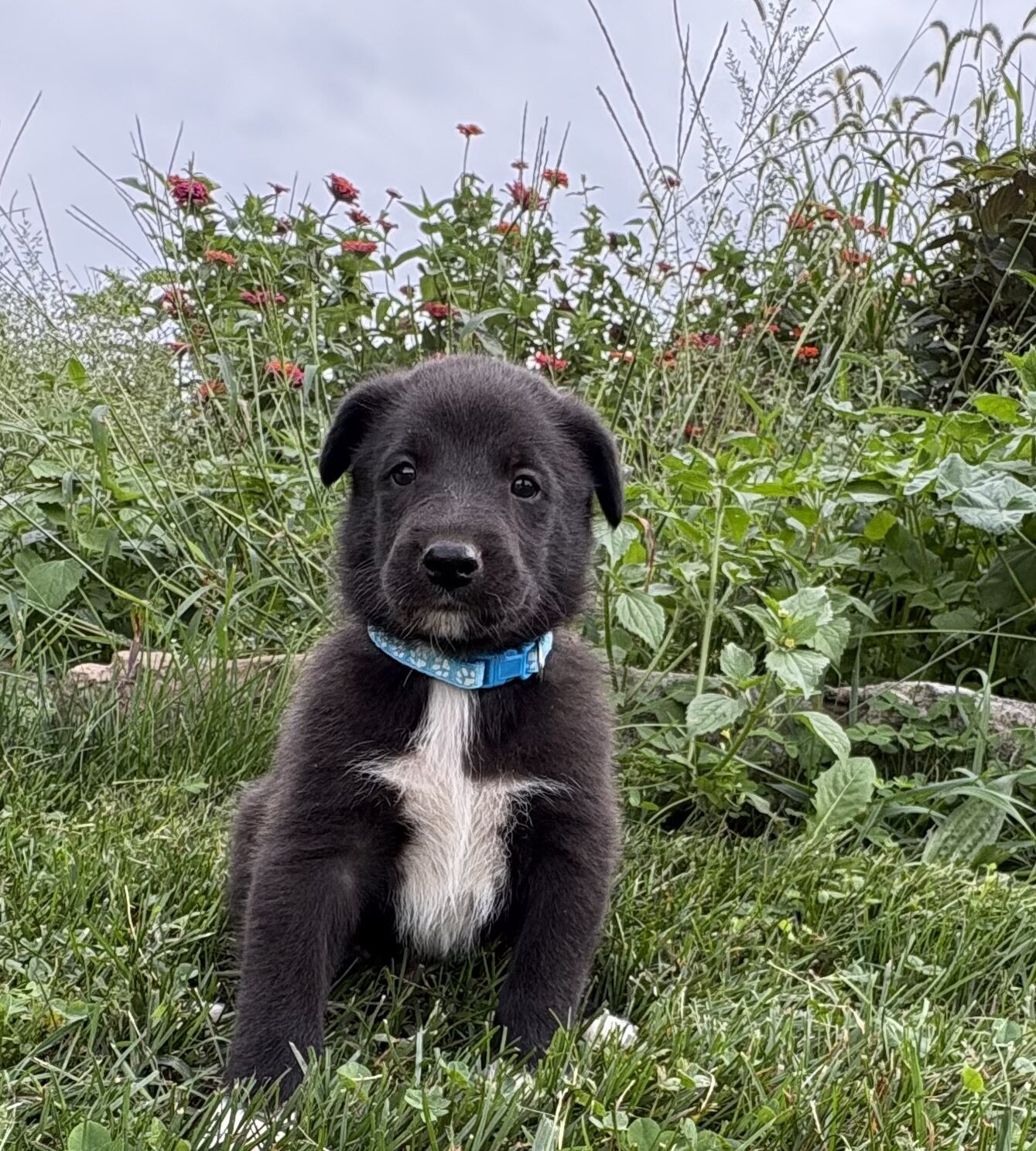 Belgian Malinois/Collie Puppies image 10