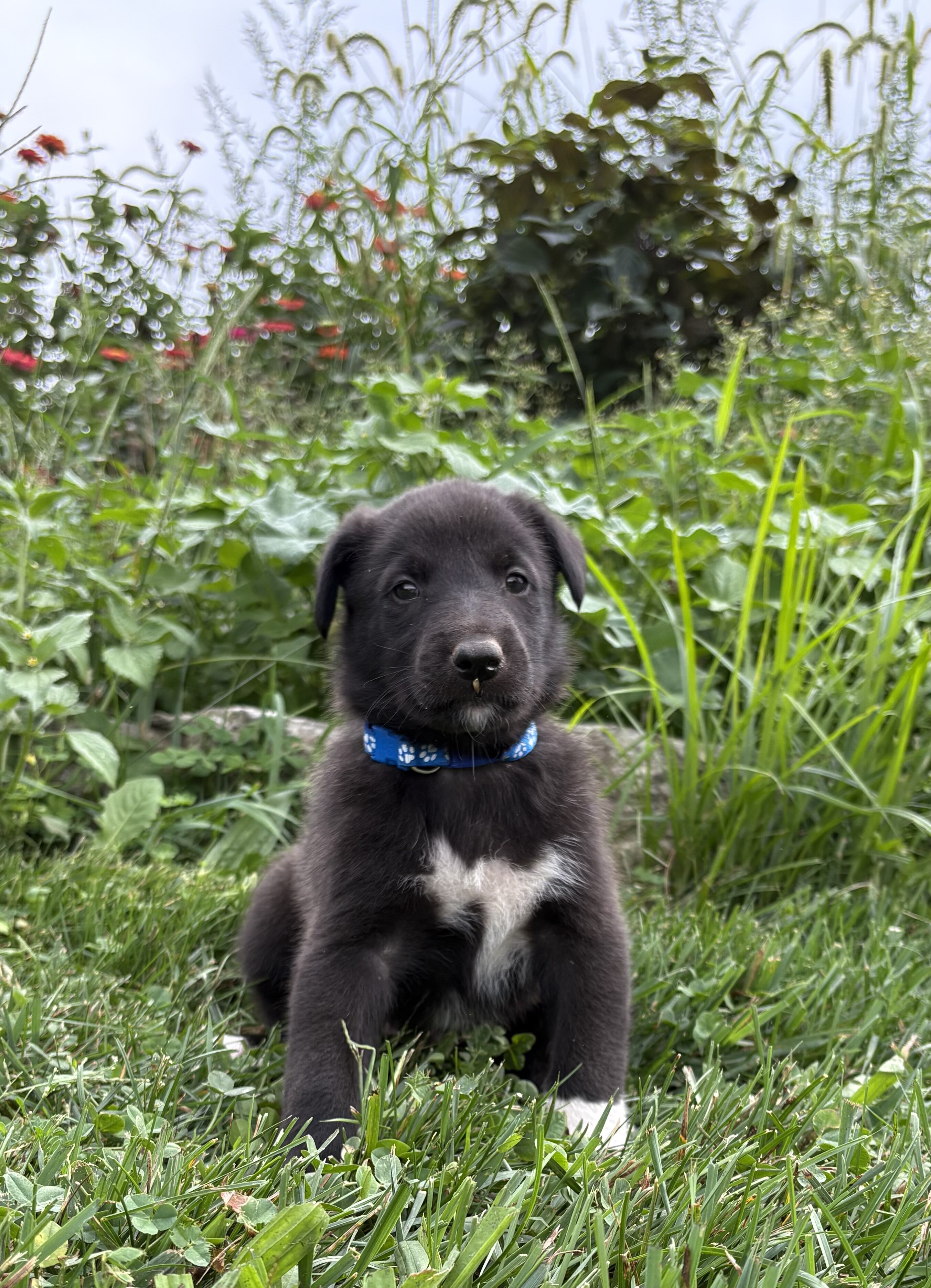 Belgian Malinois/Collie Puppies image 9