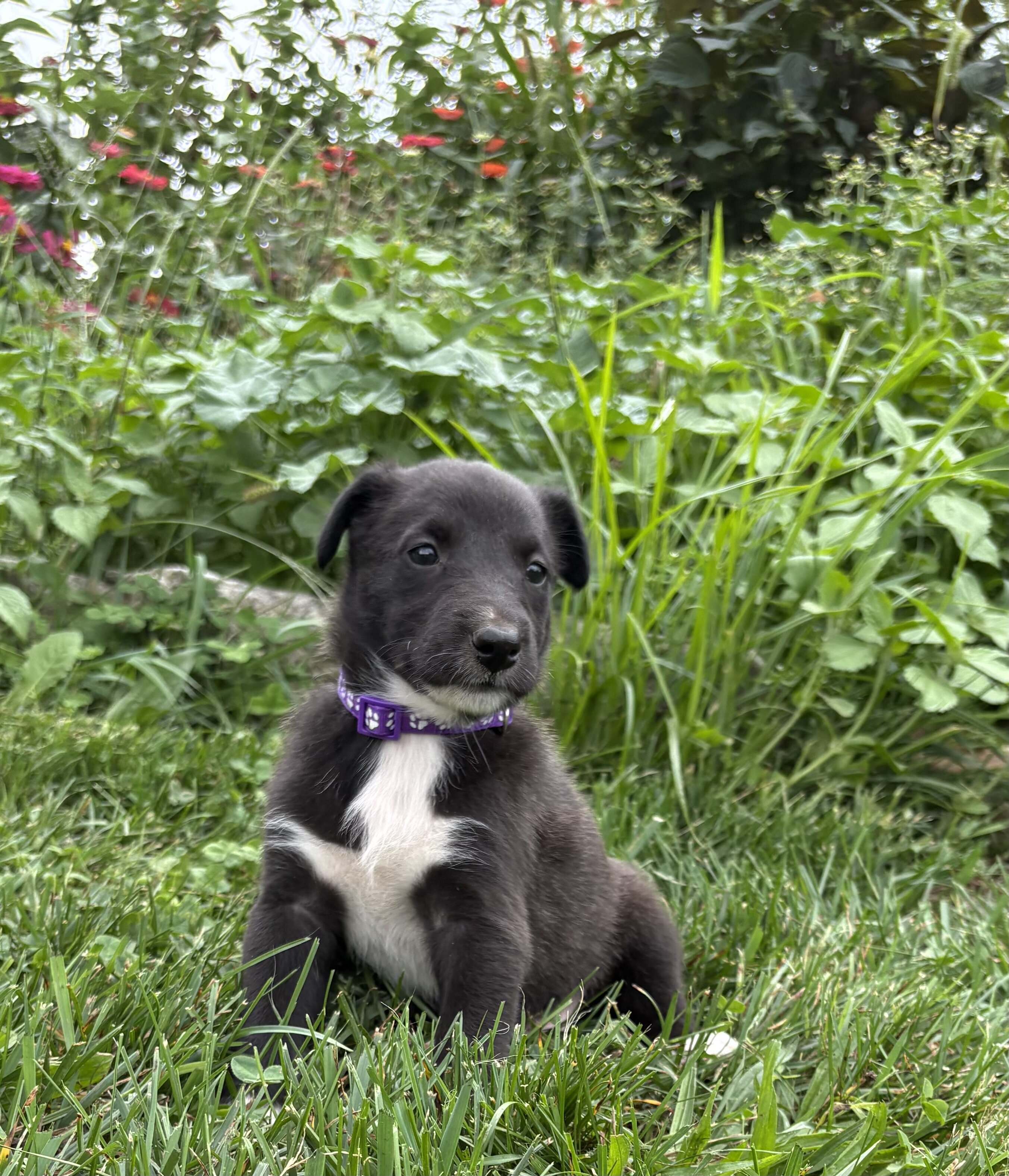 Belgian Malinois/Collie Puppies image 8