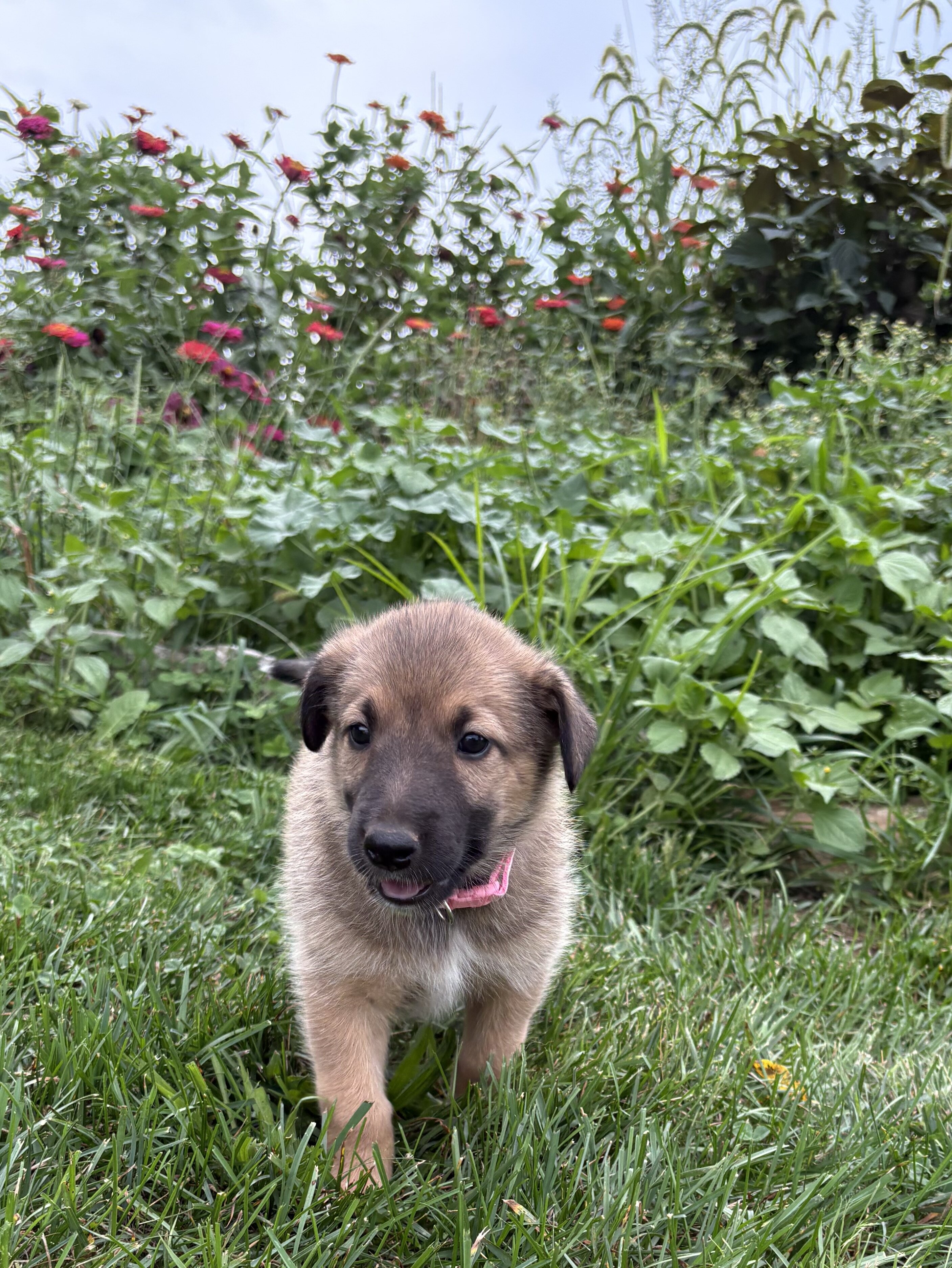 Belgian Malinois/Collie Puppies image 7