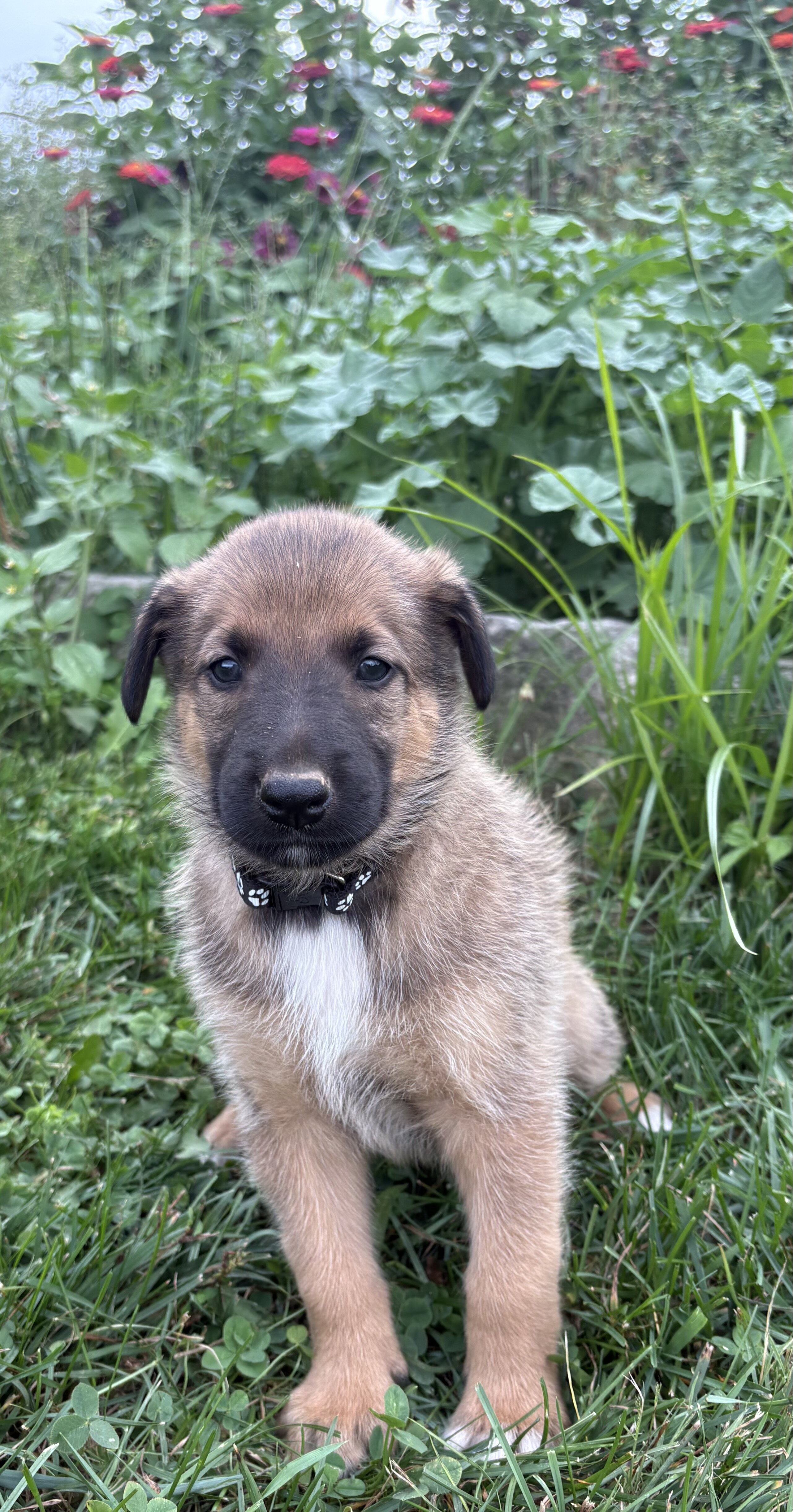 Belgian Malinois/Collie Puppies image 4