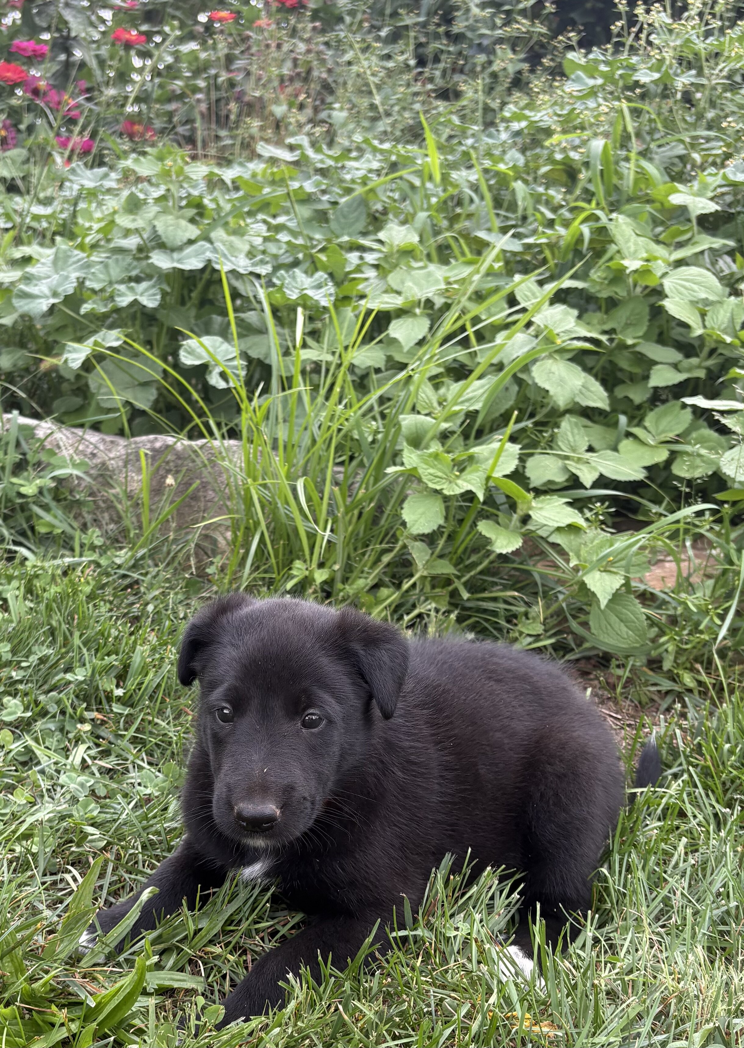 Belgian Malinois/Collie Puppies image 3
