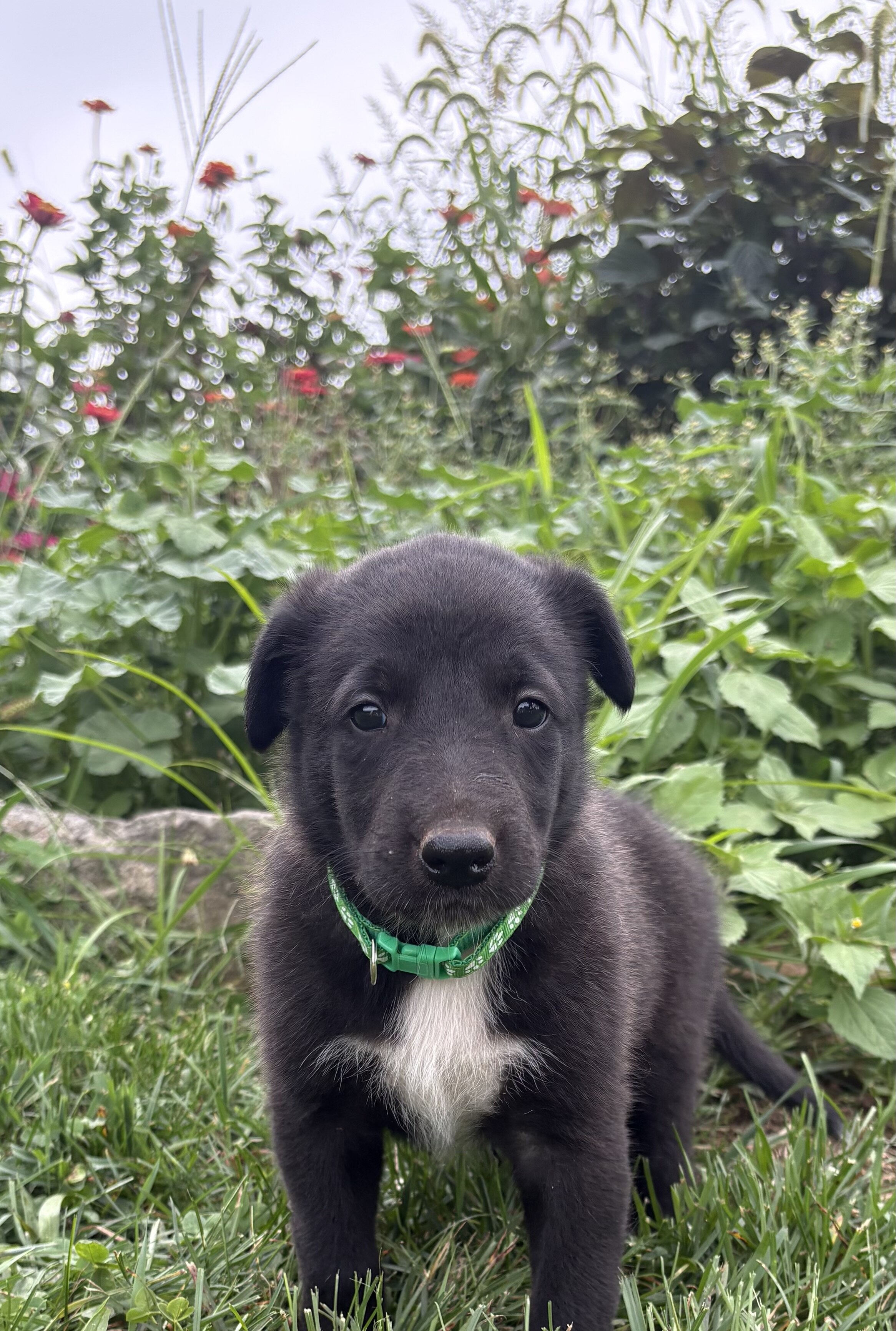 Belgian Malinois/Collie Puppies image 2