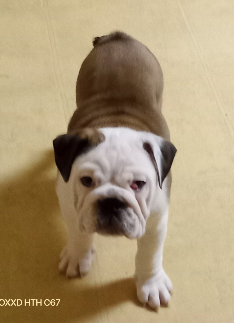Fawn & White English Bulldog Male Puppy image 2