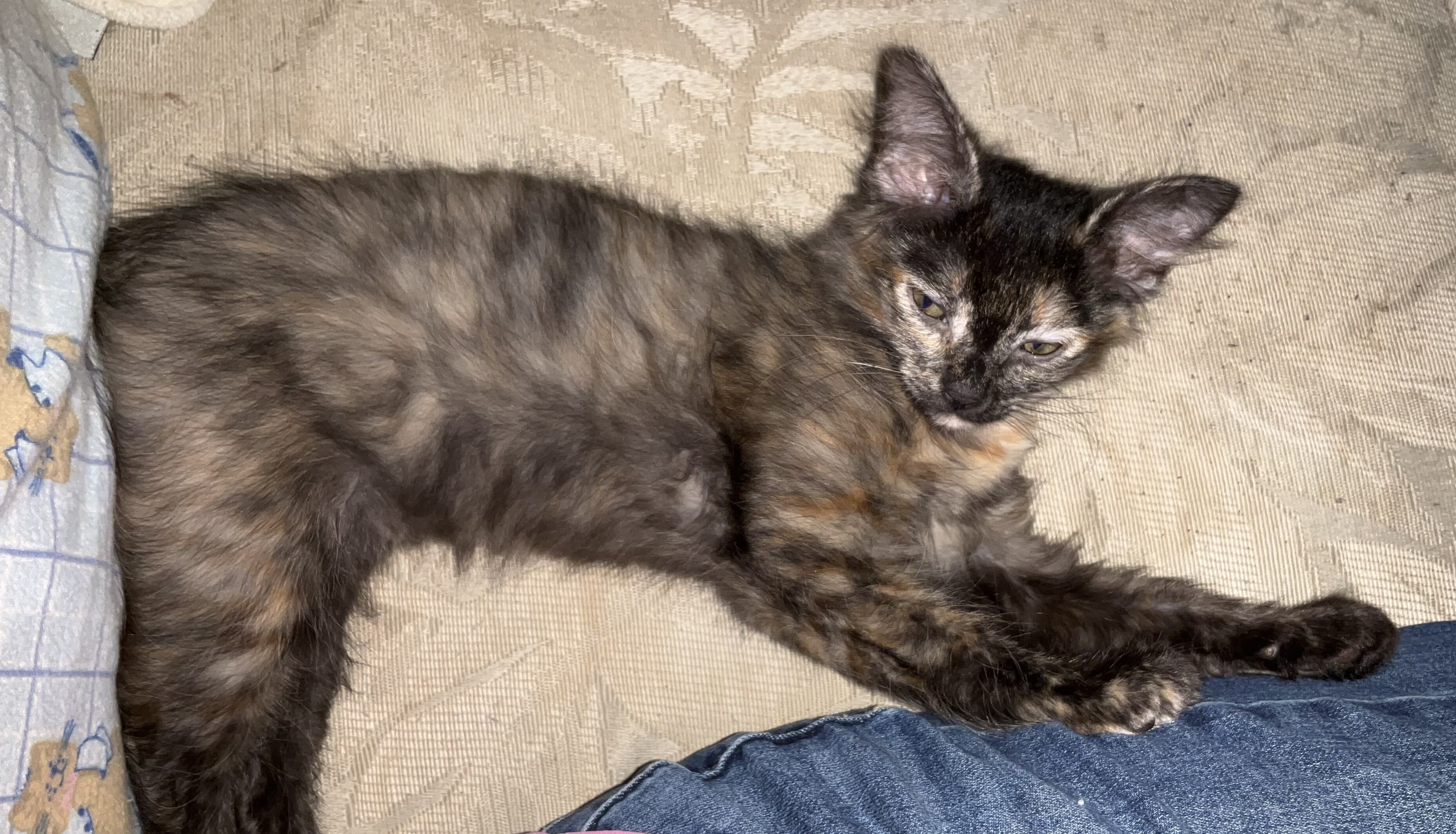 KITTEN. FREE image 2