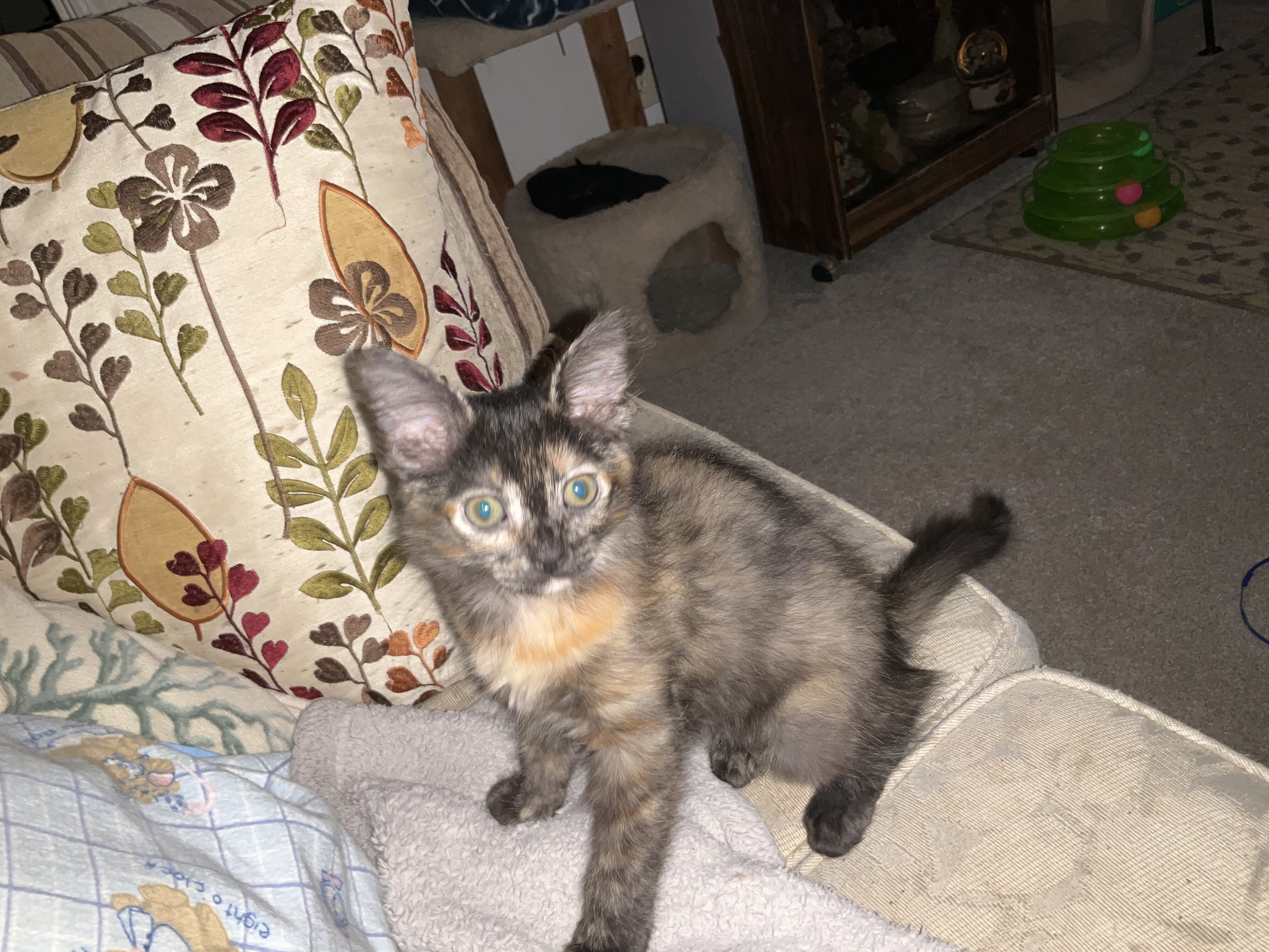 KITTEN. FREE image 1