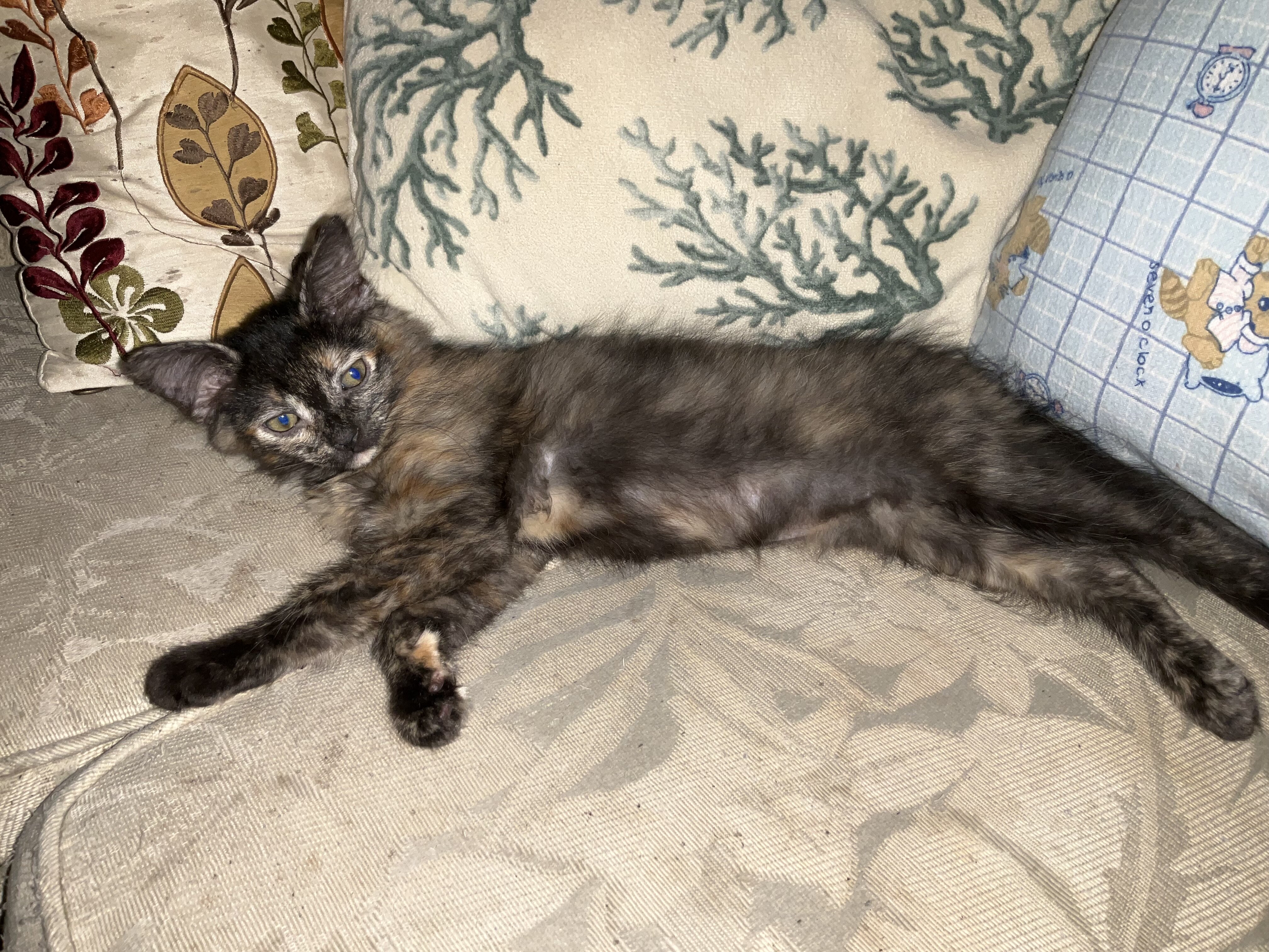 KITTEN. FREE image 5
