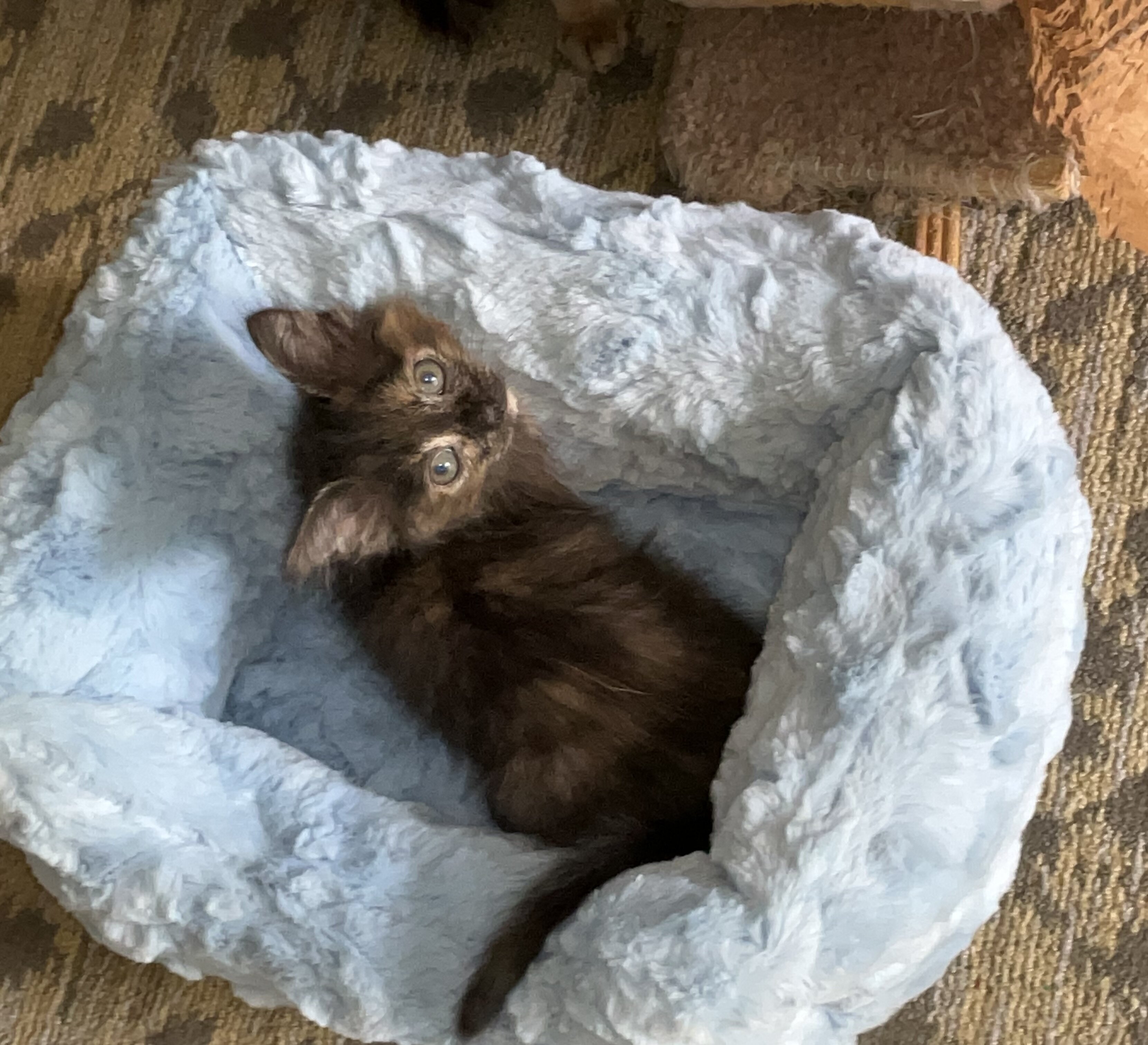 KITTEN. FREE image 4