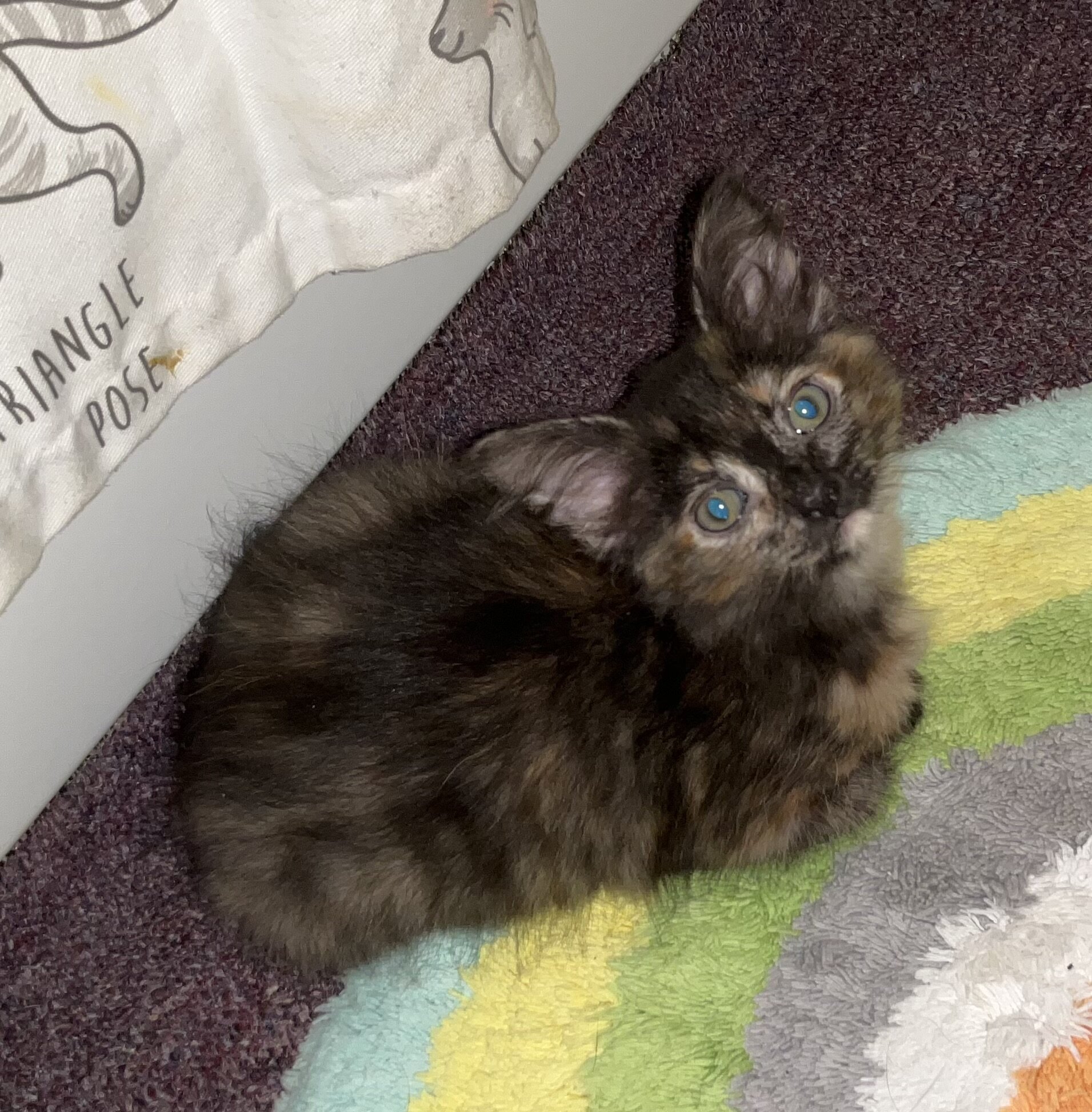 KITTEN. FREE image 3