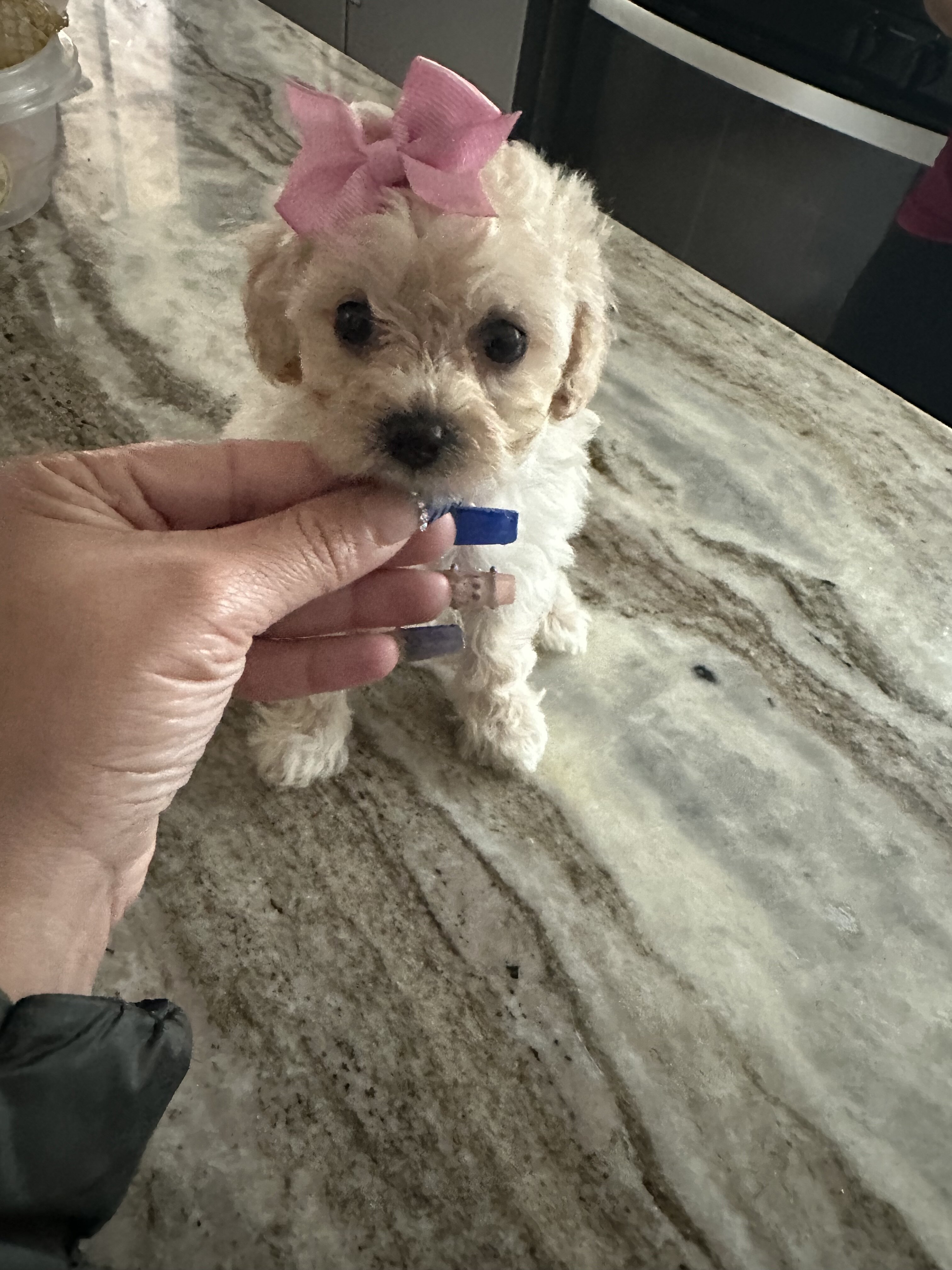 Toy cream poodle image 4