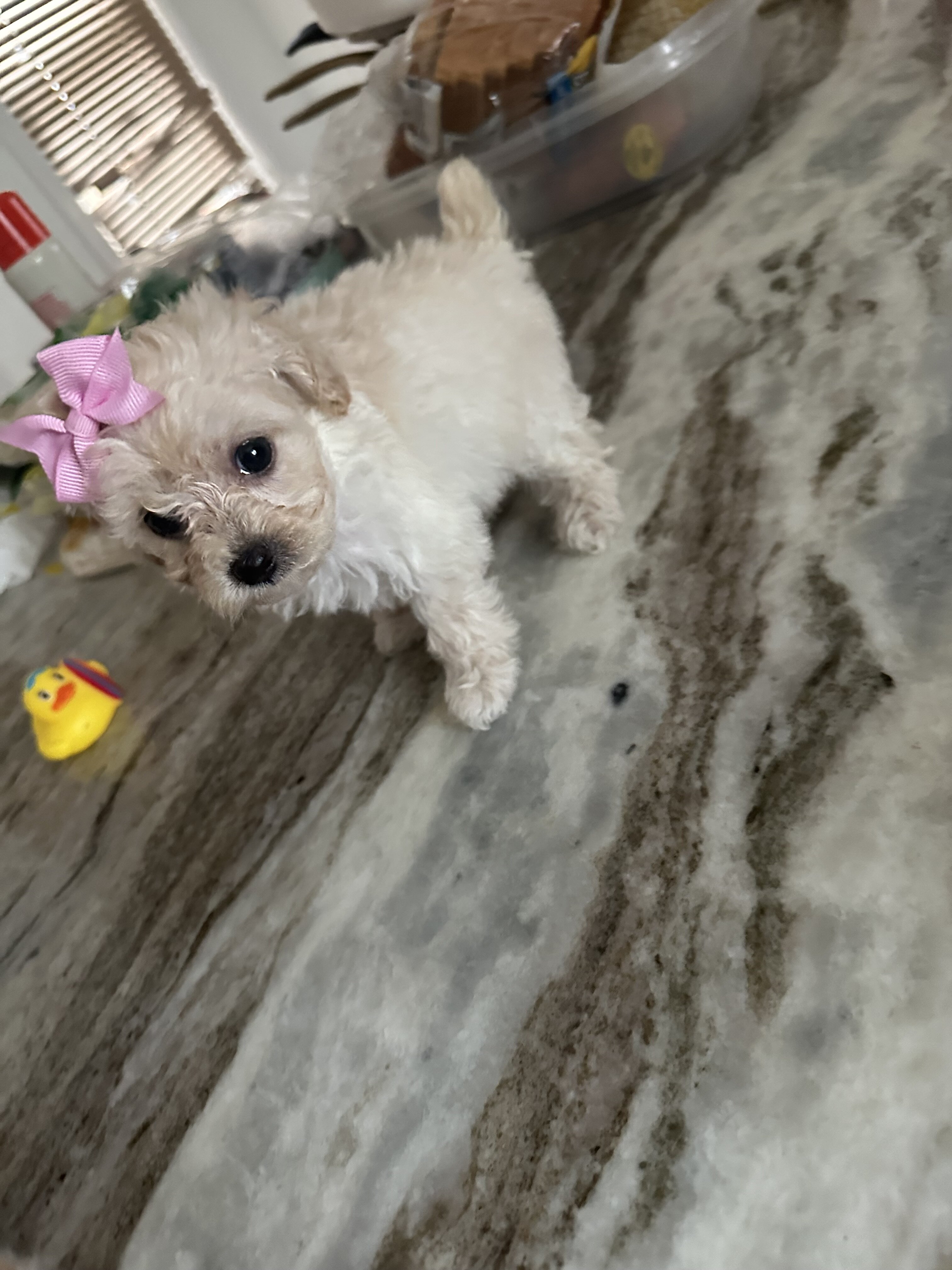 Toy cream poodle image 3