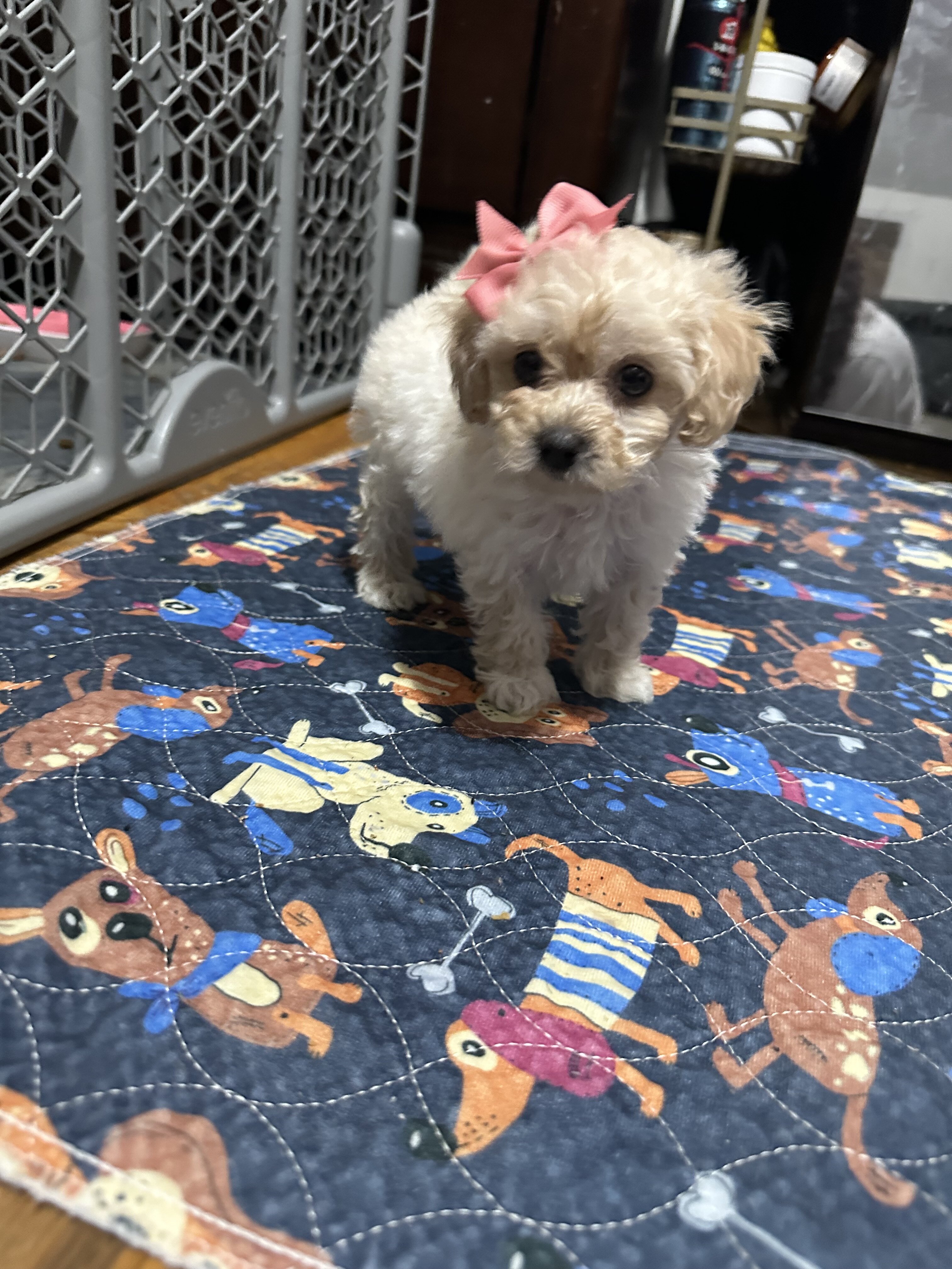 Toy cream poodle image 2