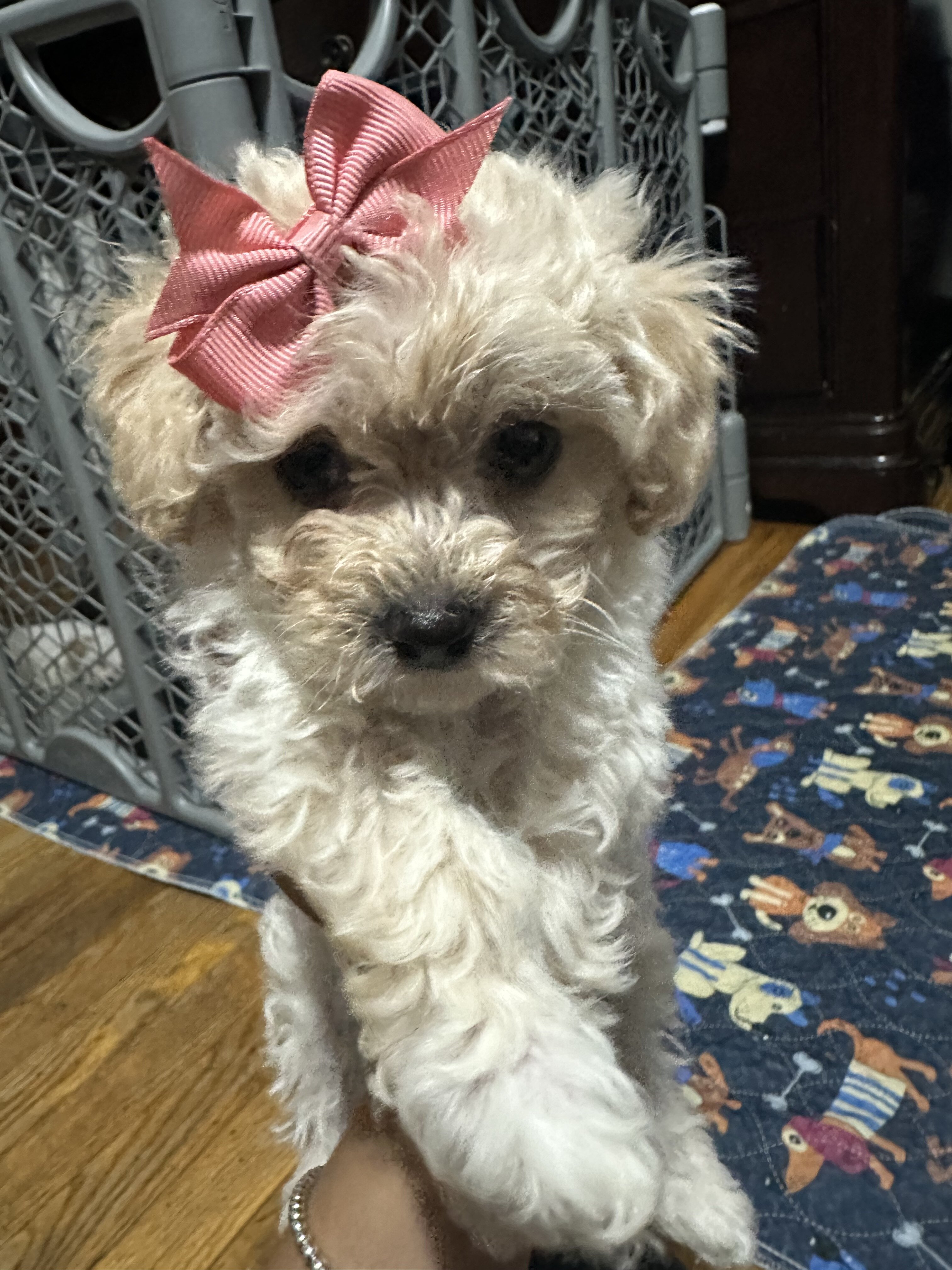Toy cream poodle image 1