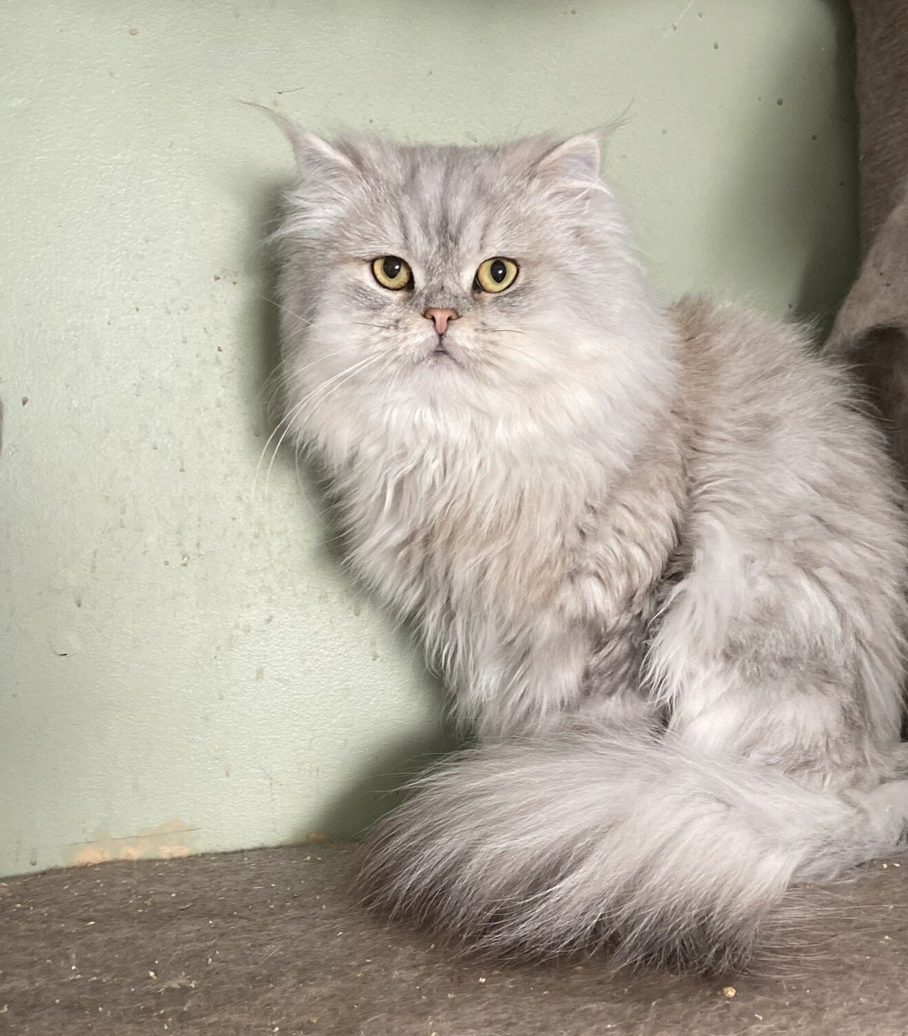 CFA intact mature male silver shaded Persian image 1