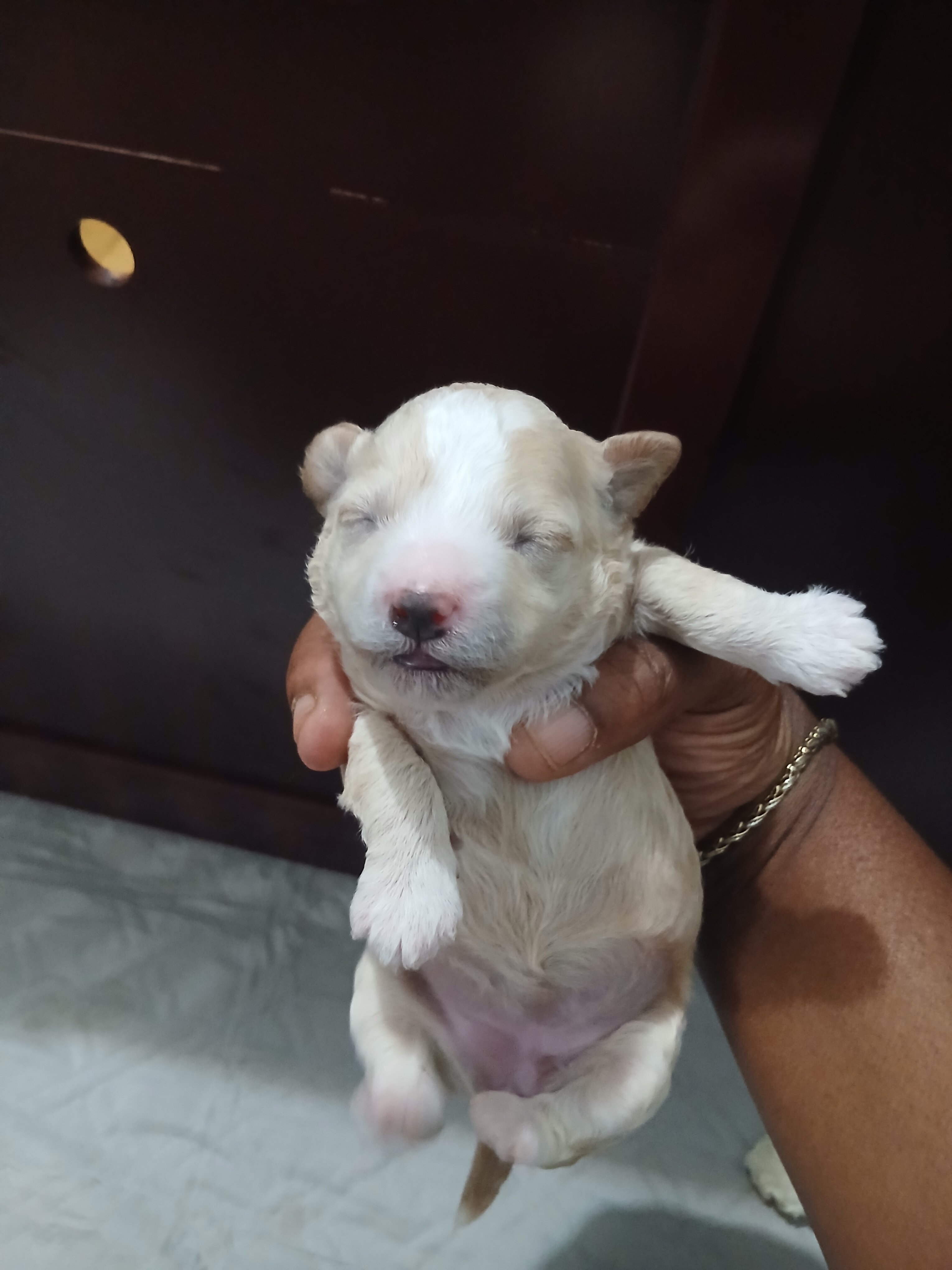 Miniature poodle puppies image 4