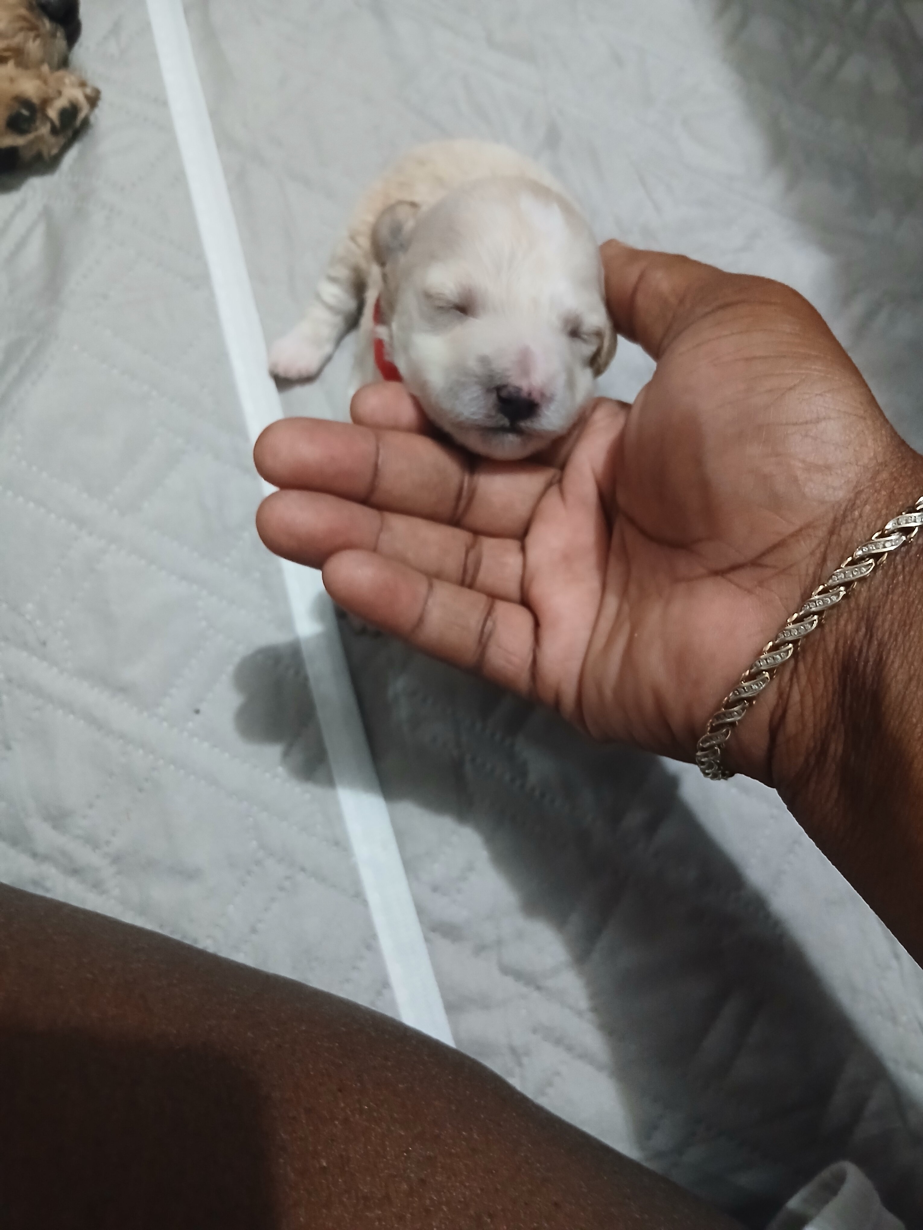 Miniature poodle puppies image 1