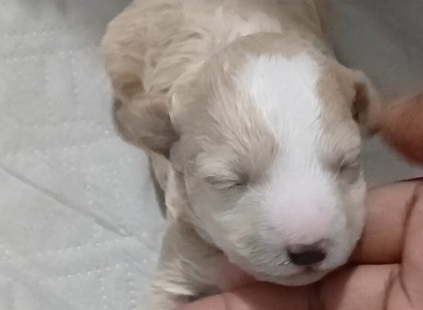 Miniature poodle puppies image 2