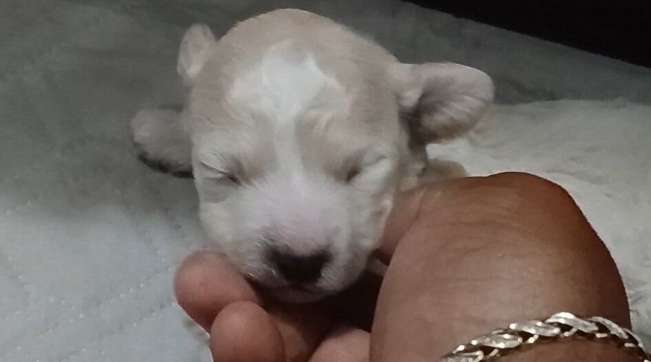 Miniature poodle puppies image 3