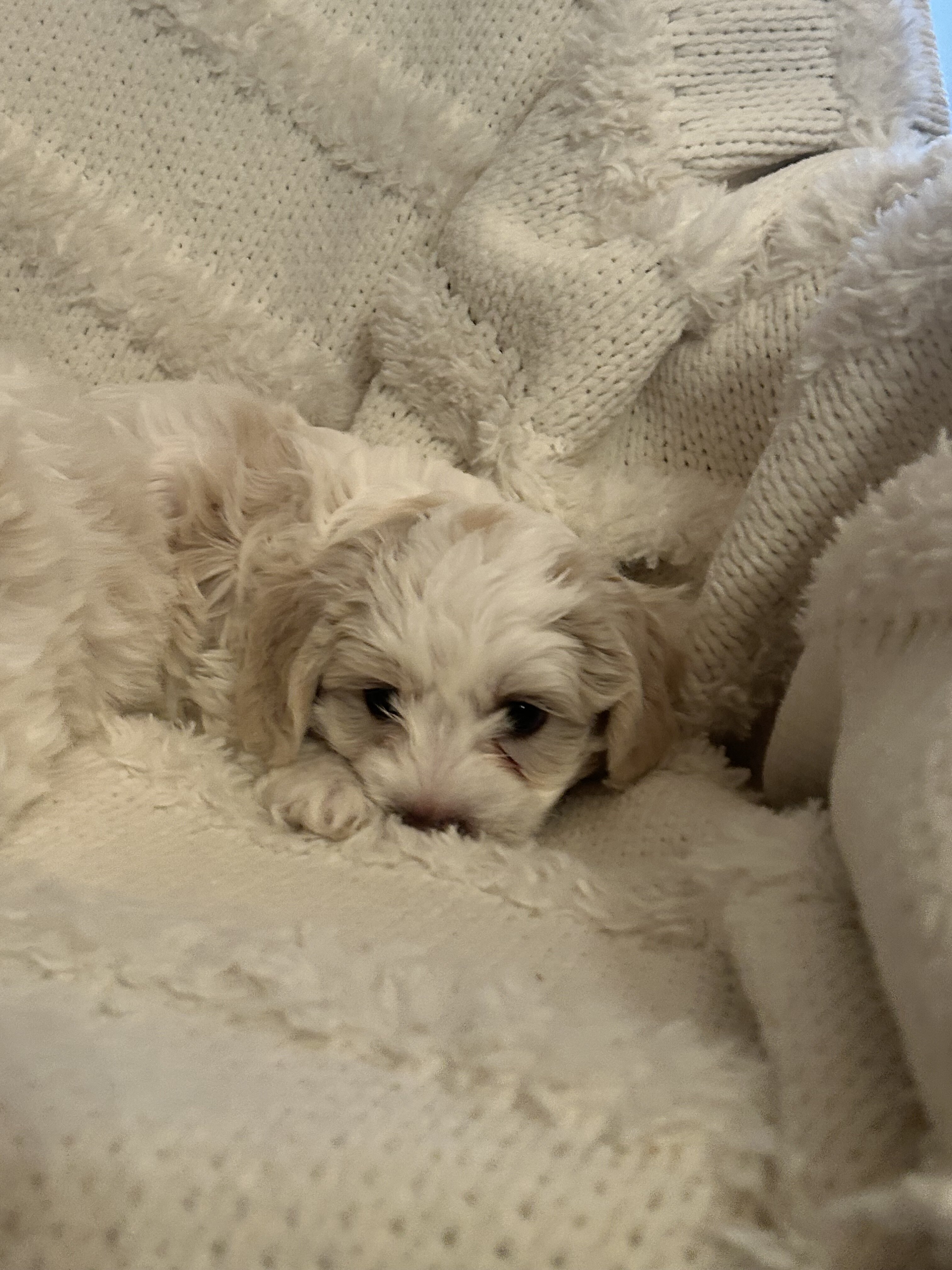 Coton de Tulear puppies image 7