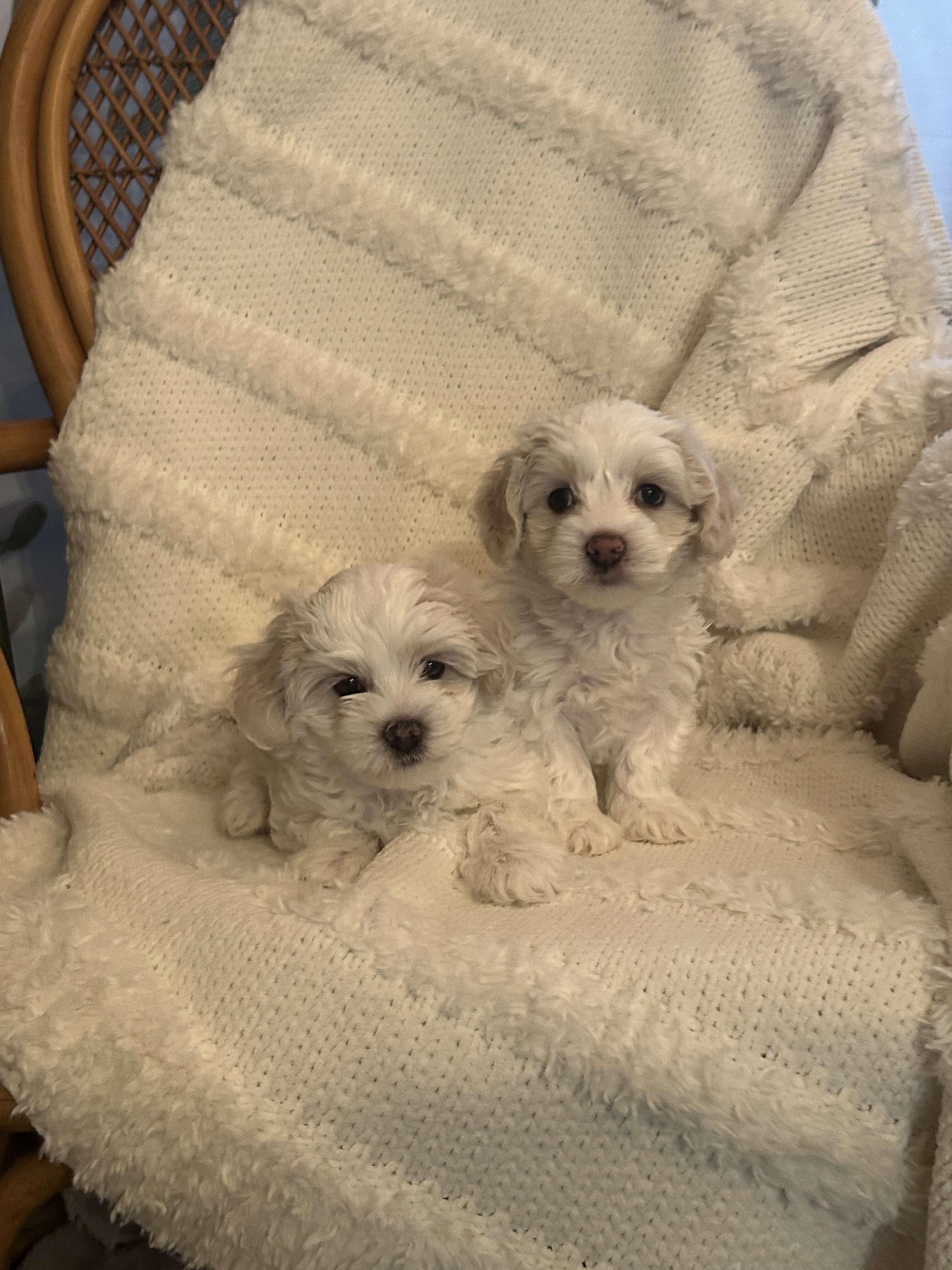 Coton de Tulear puppies image 6