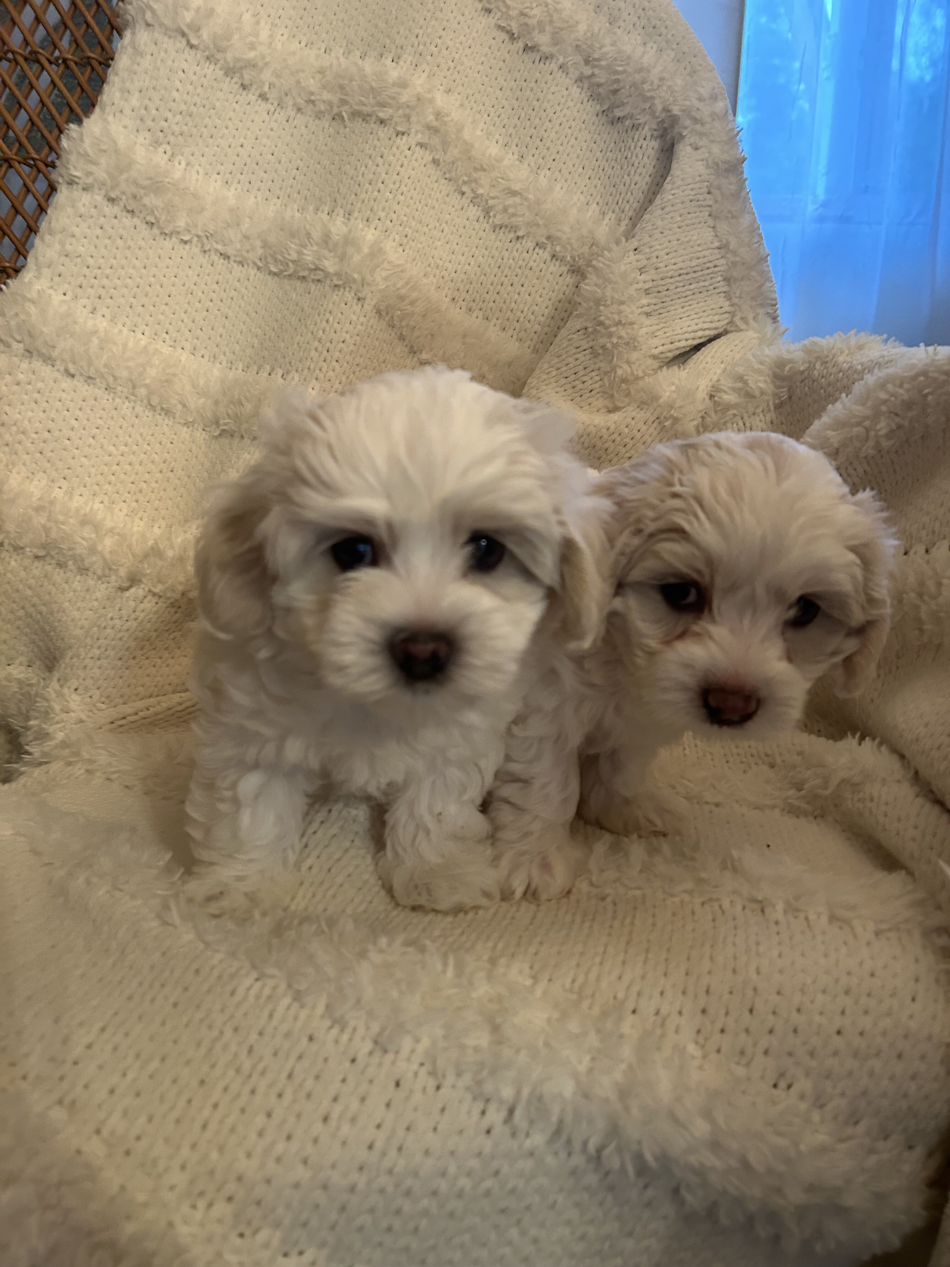 Coton de Tulear puppies image 4