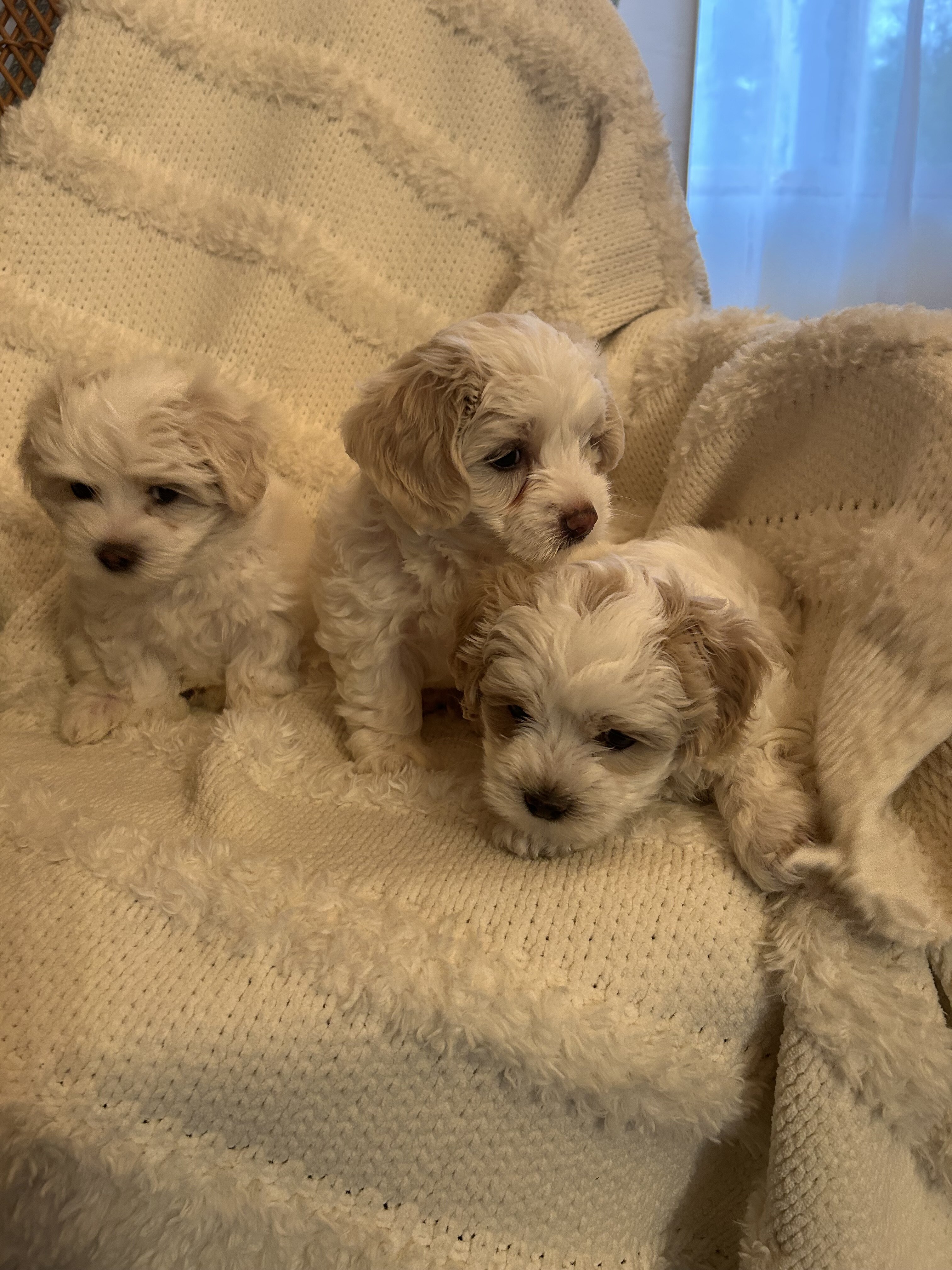 Coton de Tulear puppies image 5