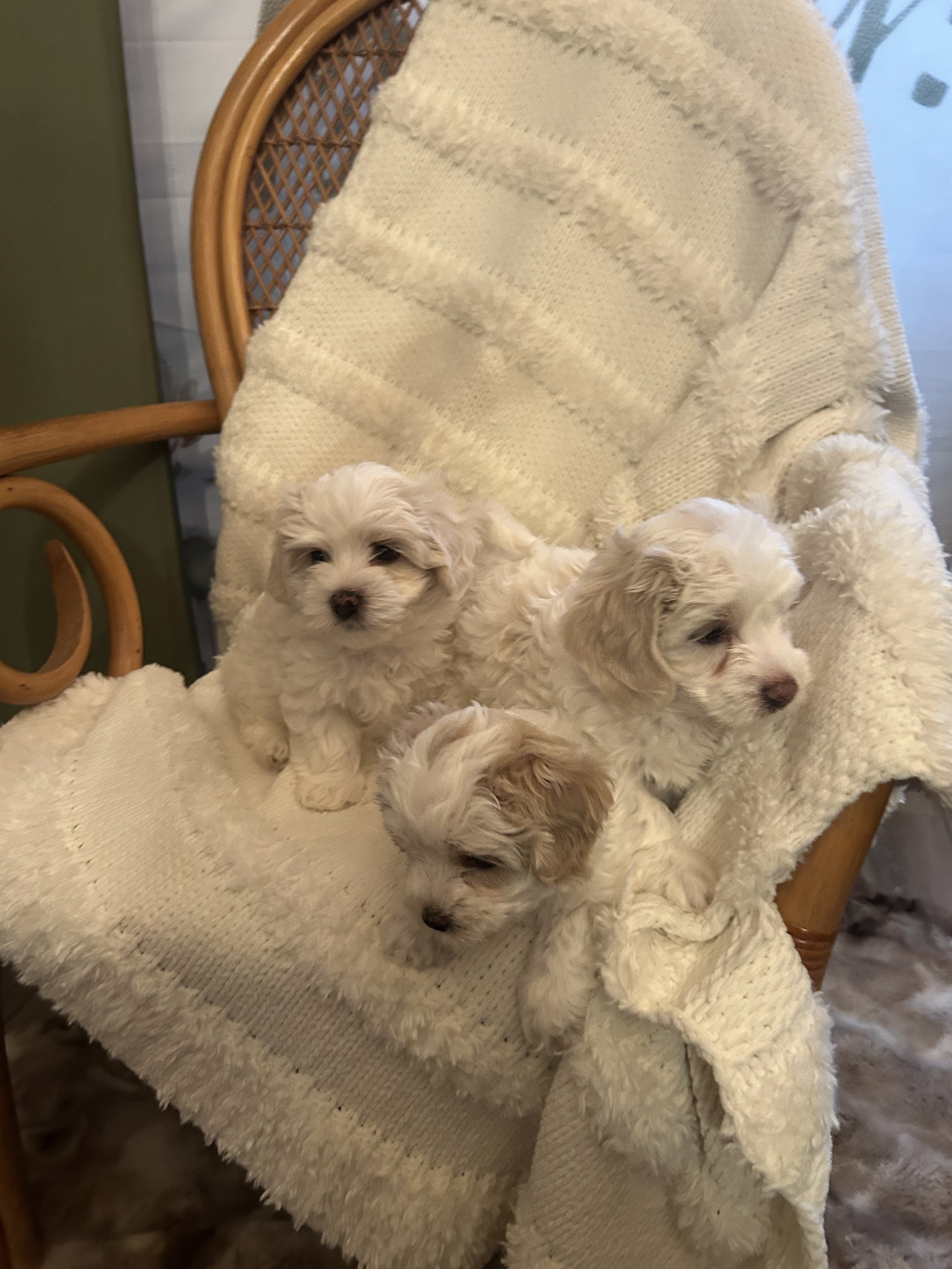 Coton de Tulear puppies image 3