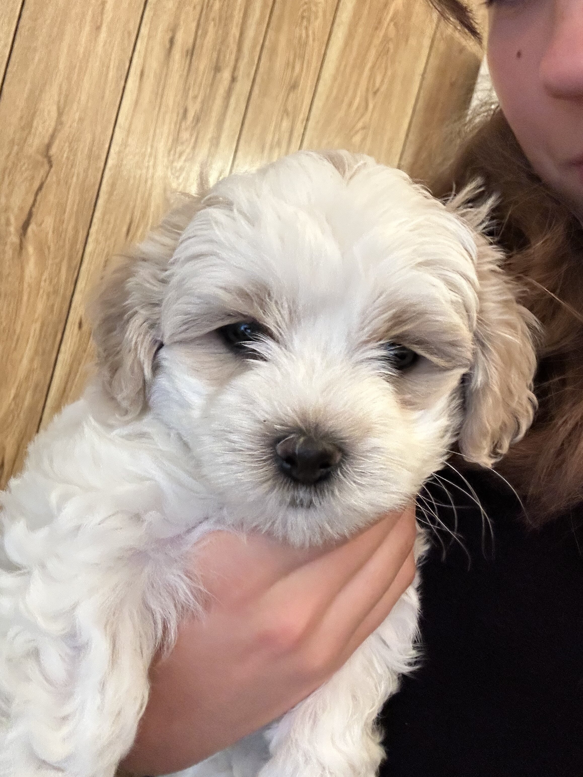 Coton de Tulear puppies image 2