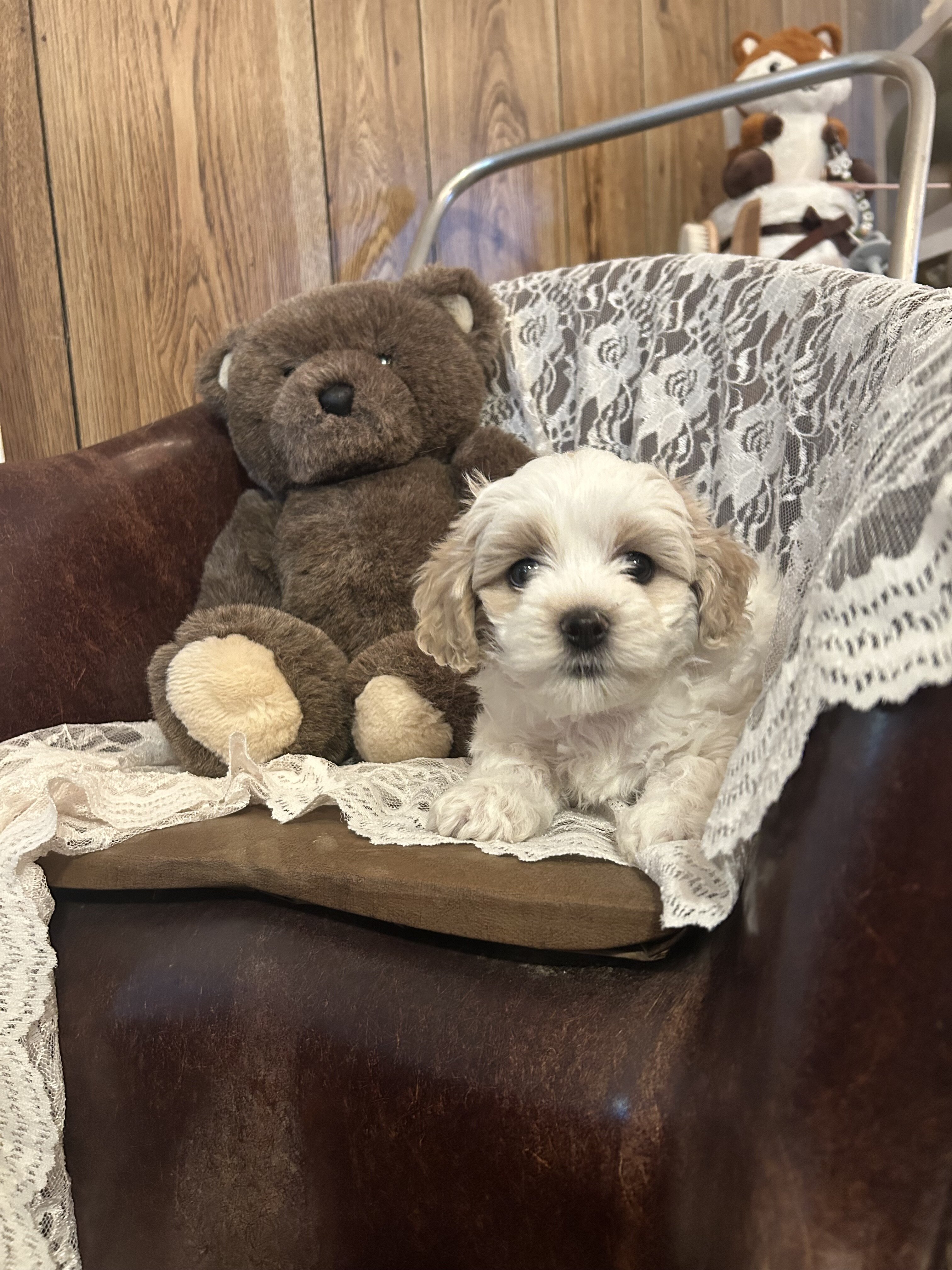 Coton de Tulear puppies image 1